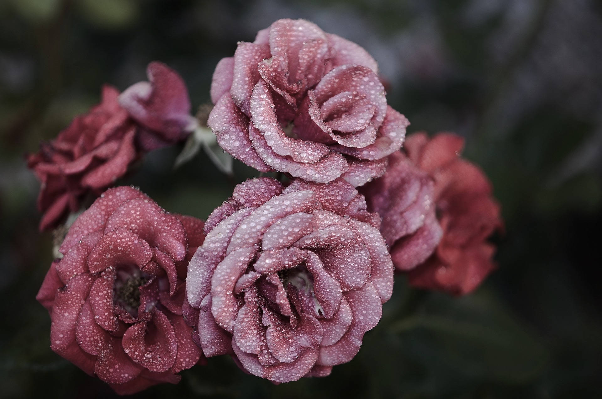 Estética de Rosa de Pétalos Rosas Fondos de pantalla