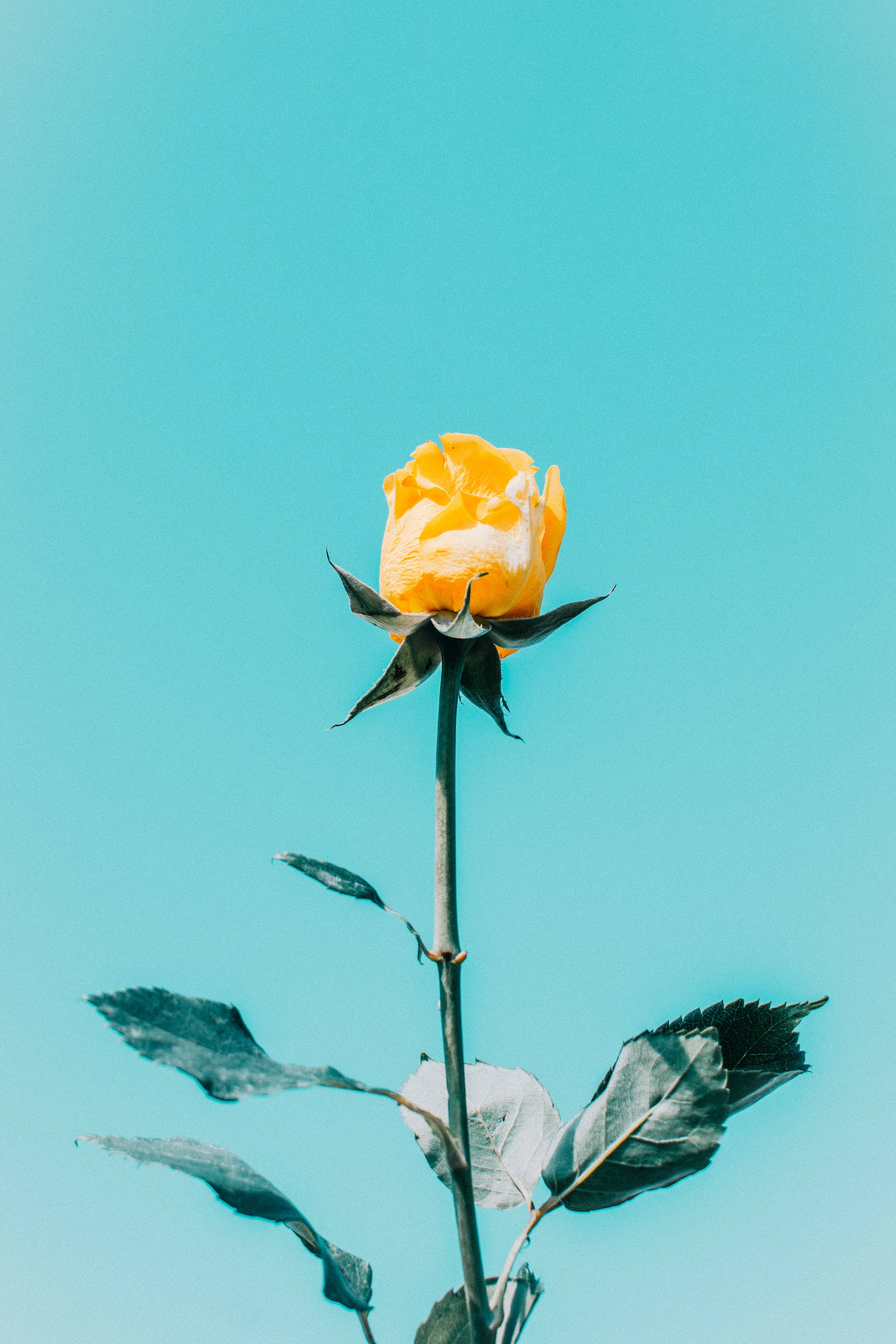 Estética de rosa amarilla contra cielo azul Fondos de pantalla