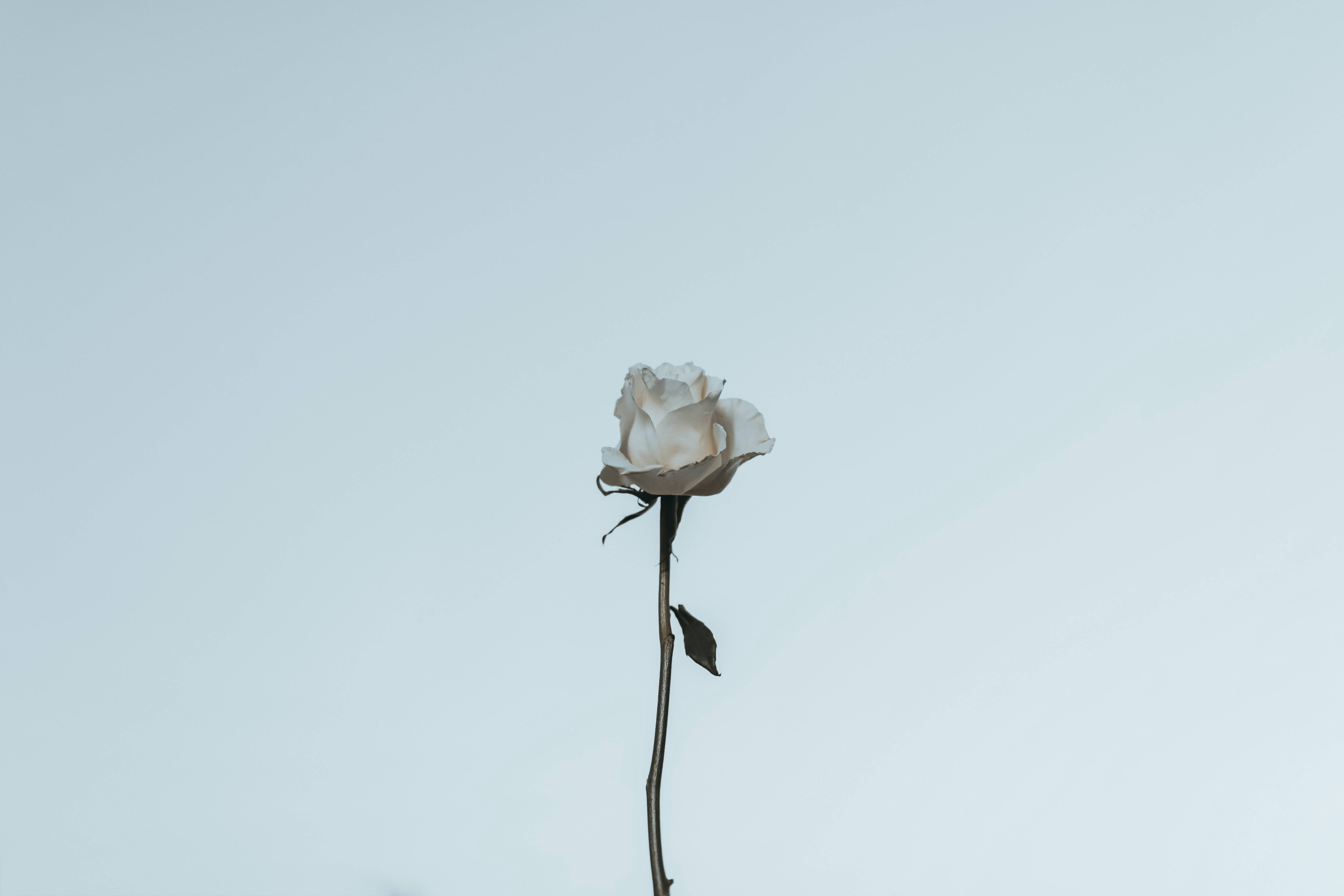 Estética de Rosa Blanca Fondos de pantalla