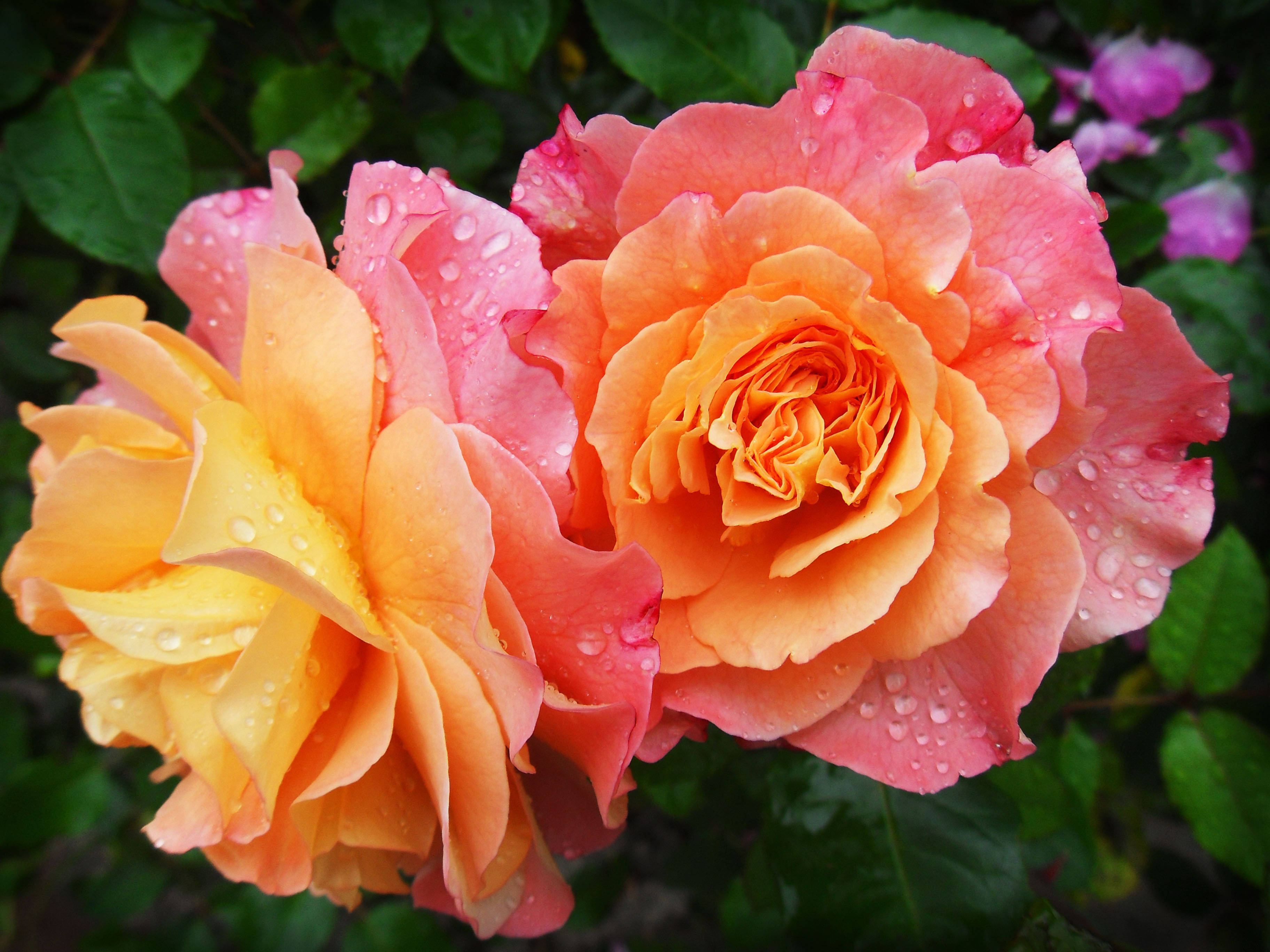 Estética de rosas amarillas y rosas Fondos de pantalla