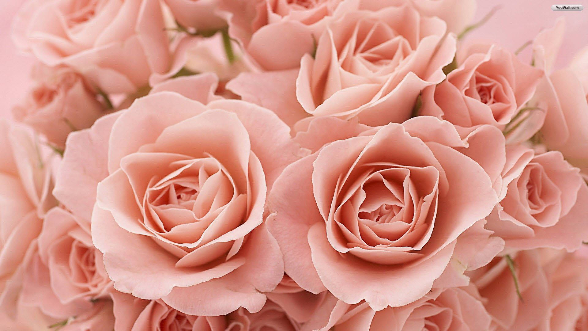 Estética de rosas rosadas claras Fondos de pantalla
