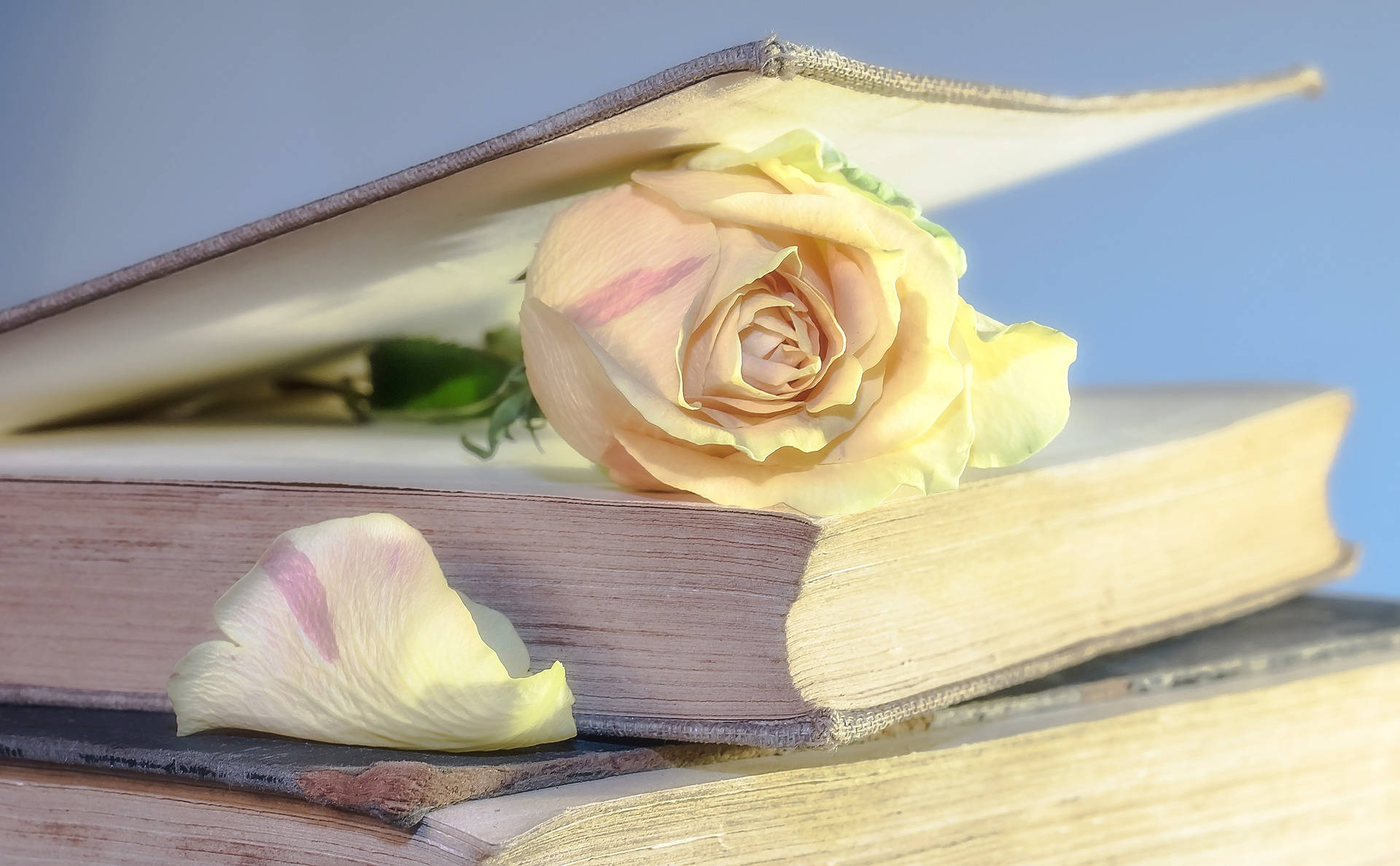Estética de rosa entre páginas de libro Fondos de pantalla