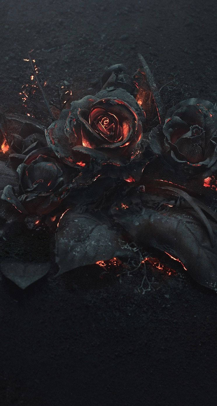 Estética de Rosa Negra Ardiente Fondos de pantalla