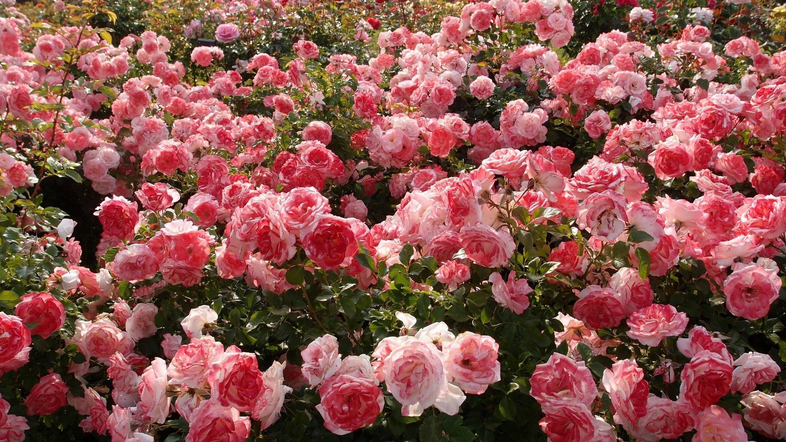 Estética de Rosas Rosas Fondos de pantalla