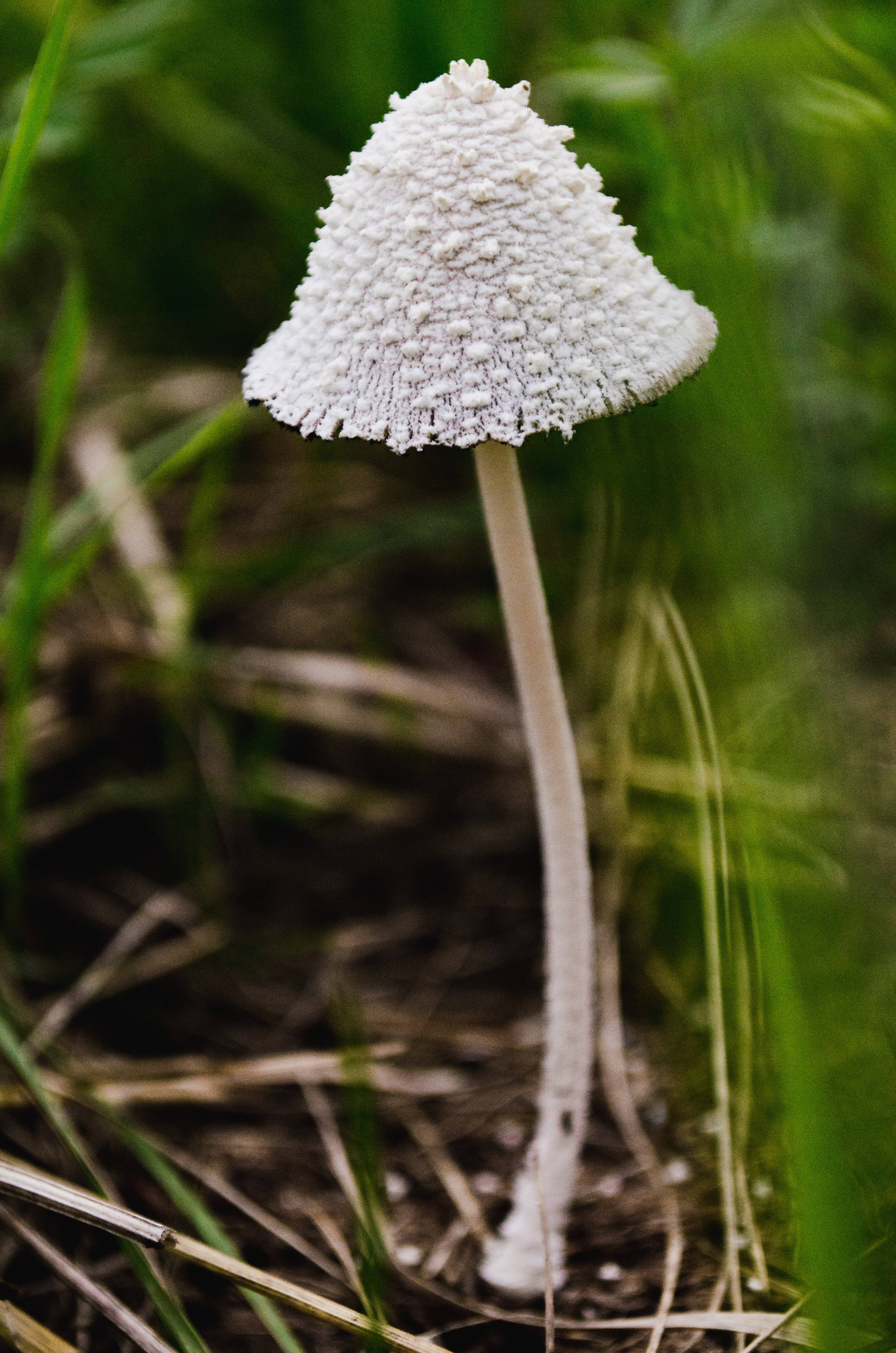 Estética de Seta Coprinopsis Nivea Fondos de pantalla