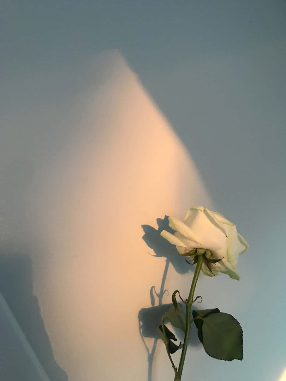 Estética de una rosa blanca solitaria durante la hora dorada Fondos de pantalla