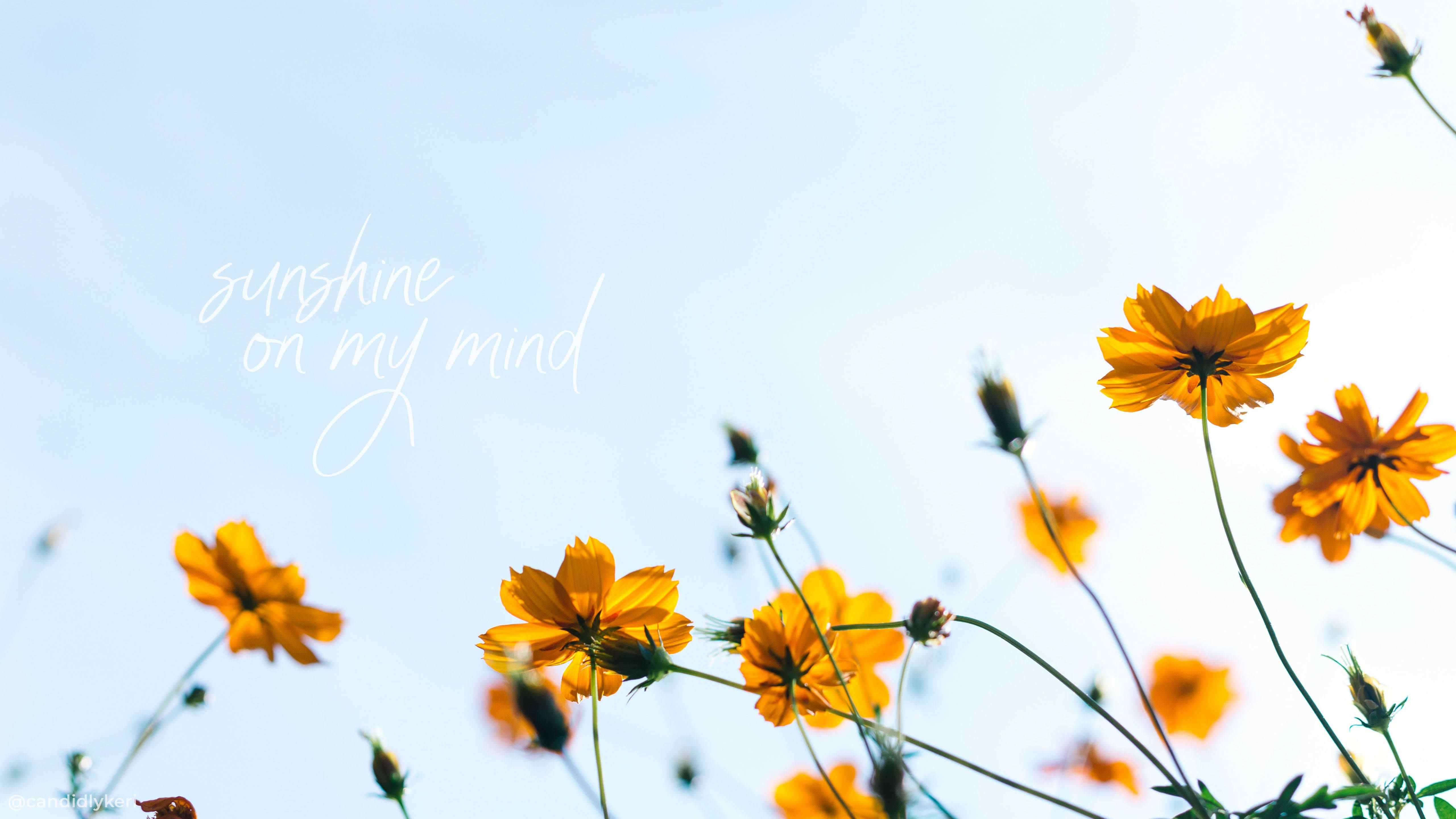 Estética de Verano Cita de Flores al Sol Fondos de pantalla