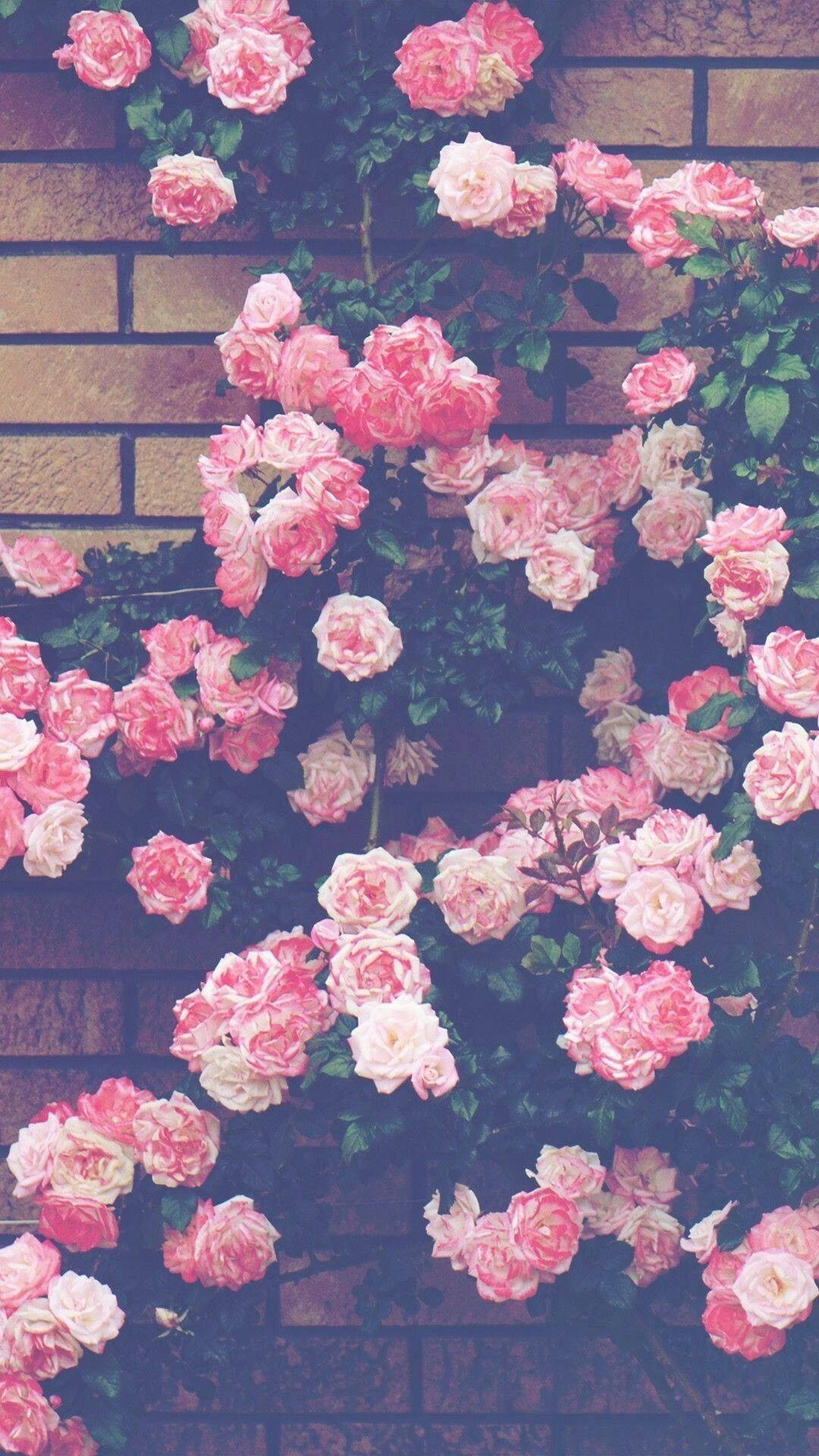 Estética encantadora de flores rosas contra una pared Fondos de pantalla