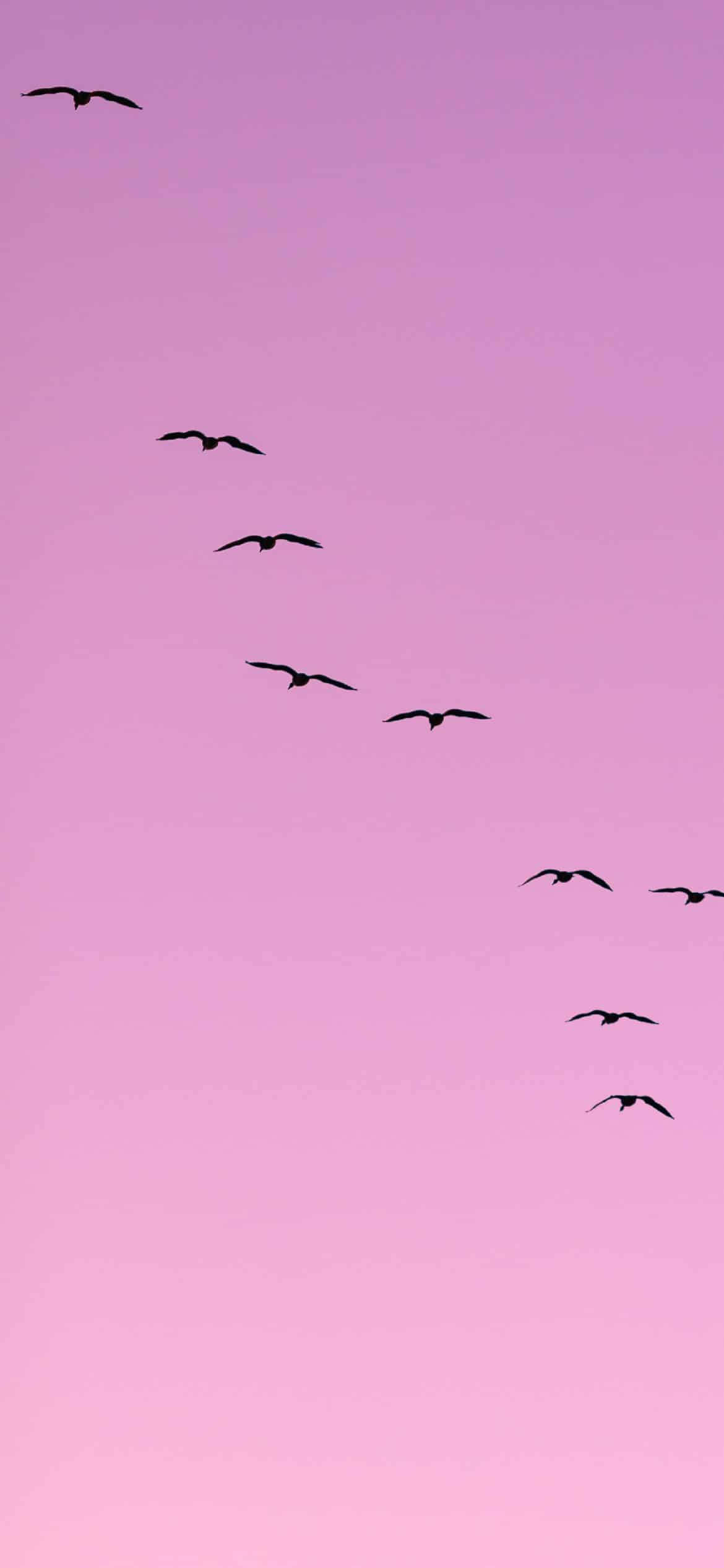 Estética Lila Pálido con Pájaros Volando Fondos de pantalla