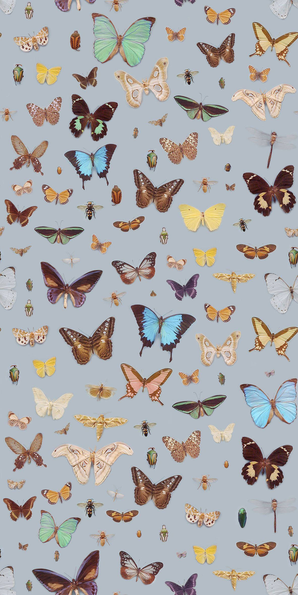 Estética Mariposa Gris Fondos de pantalla