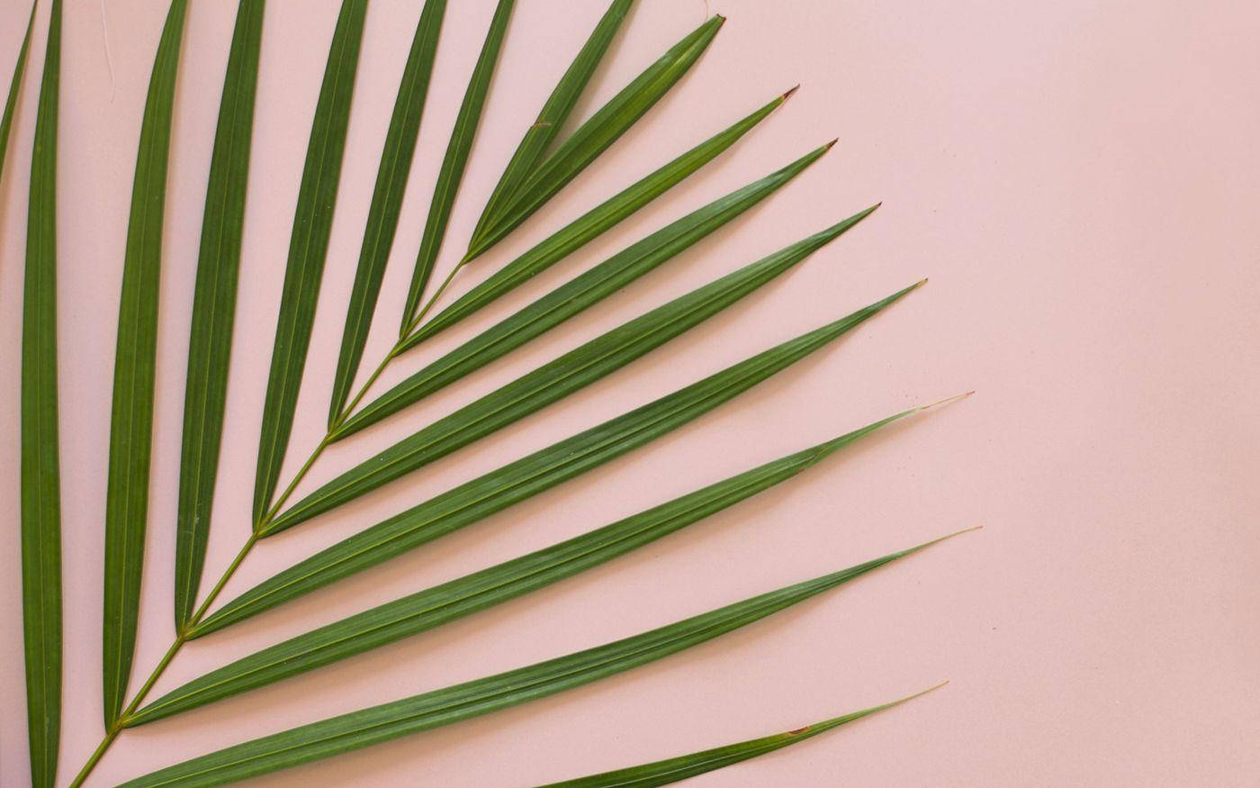 Estética minimalista de verano con hoja de palma Fondos de pantalla