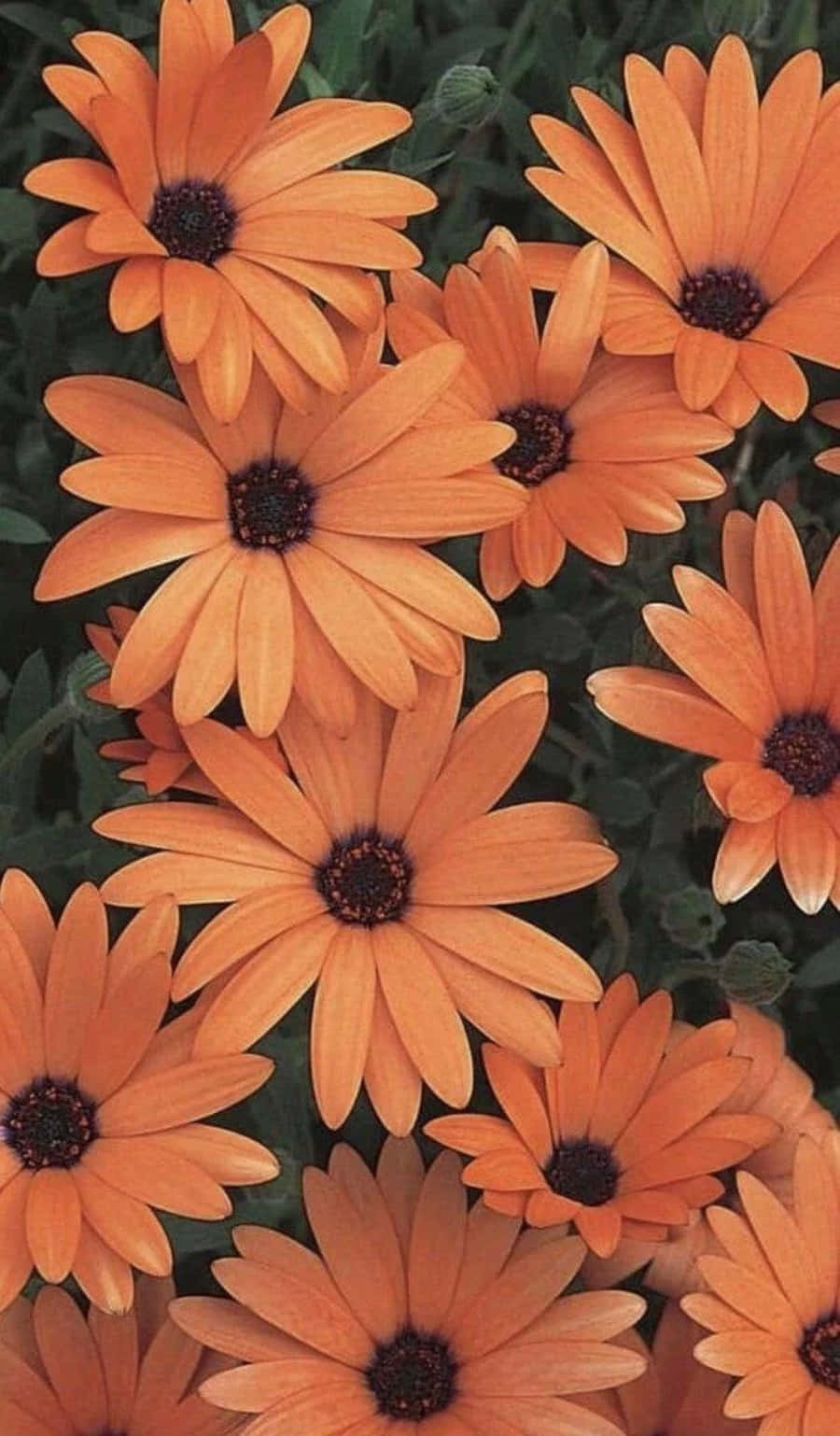 Estética naranja llamativa con un toque de color Fondos de pantalla