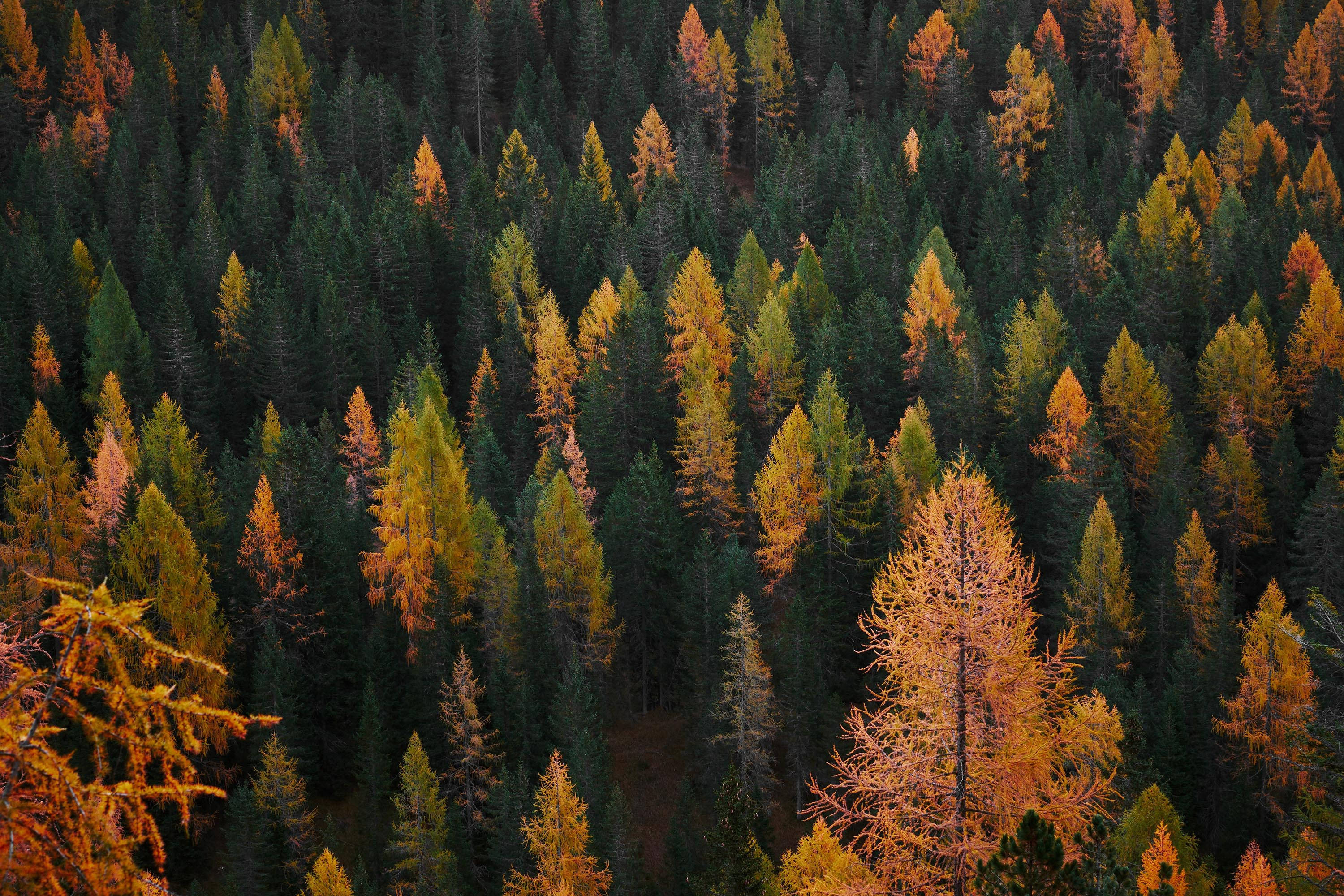 Estética otoñal adorable del bosque de pinos Fondos de pantalla
