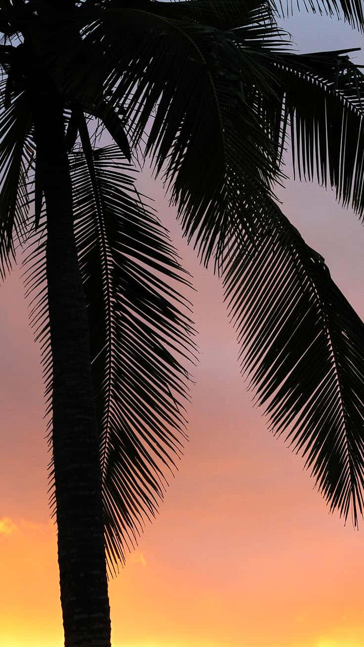 Estética Preppy - Un Estilo Clásico Fondos de pantalla
