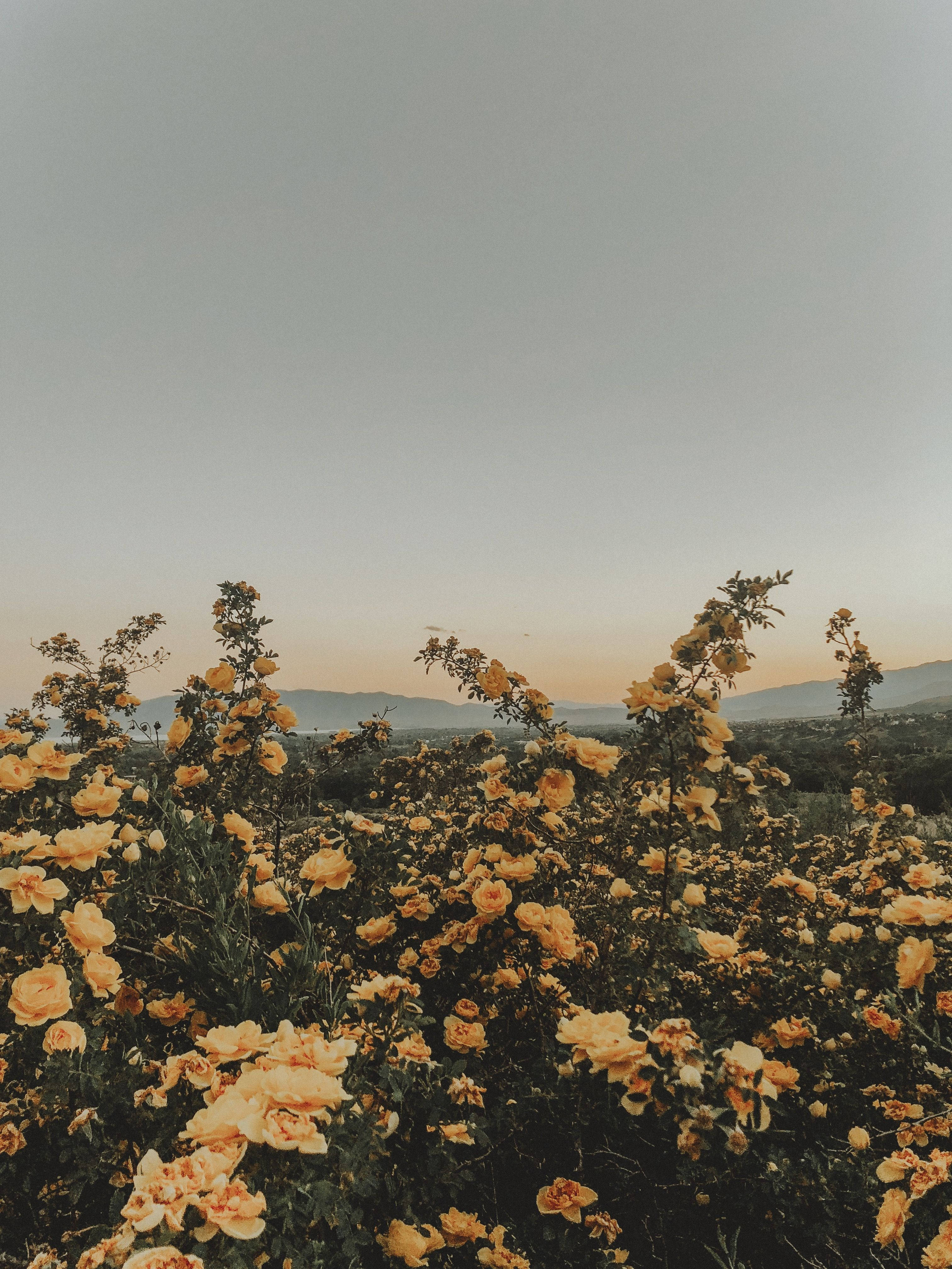 Estética Veraniega Flores Amarillas Fondos de pantalla