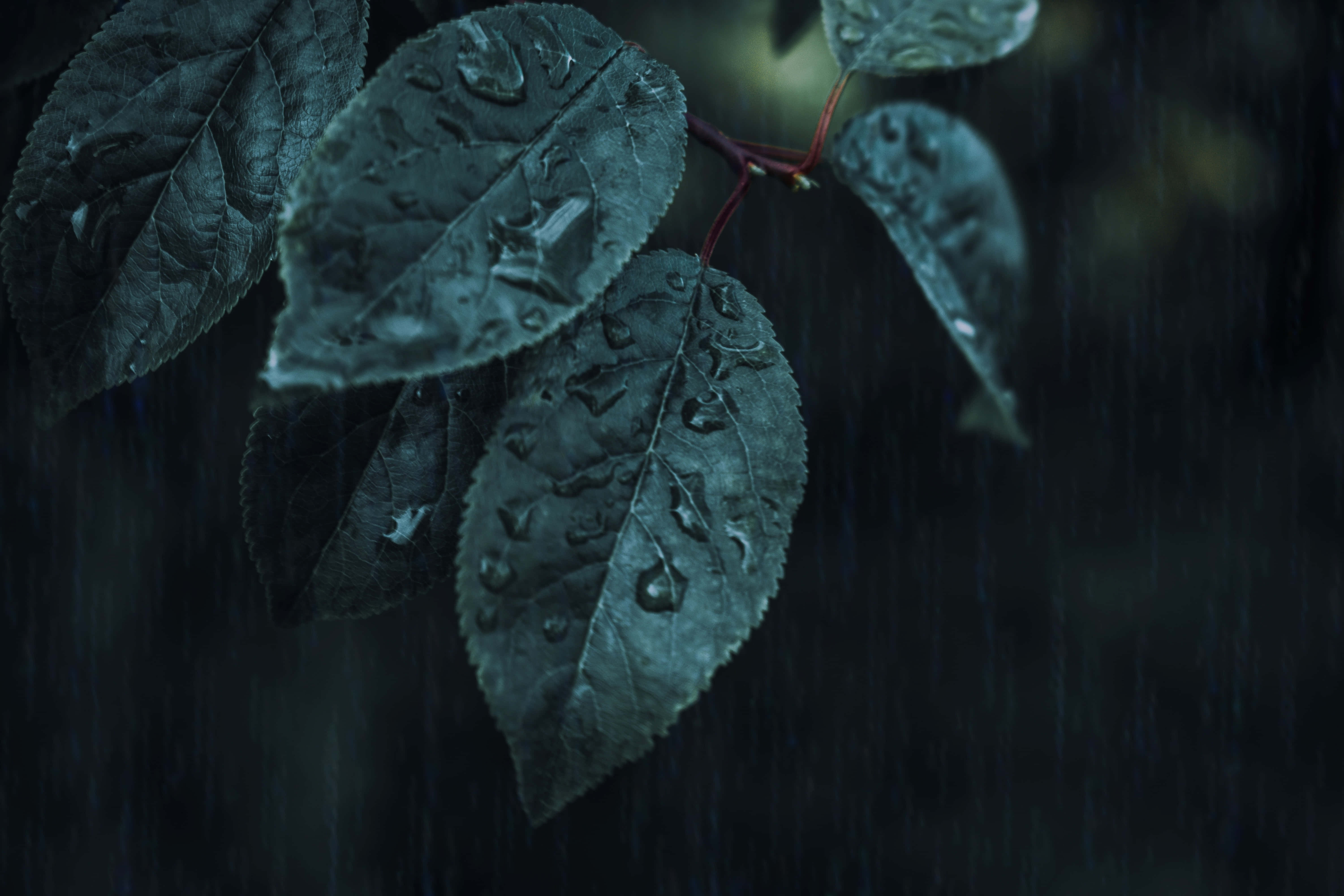 Estética verde oscuro elegante y misteriosa Fondos de pantalla