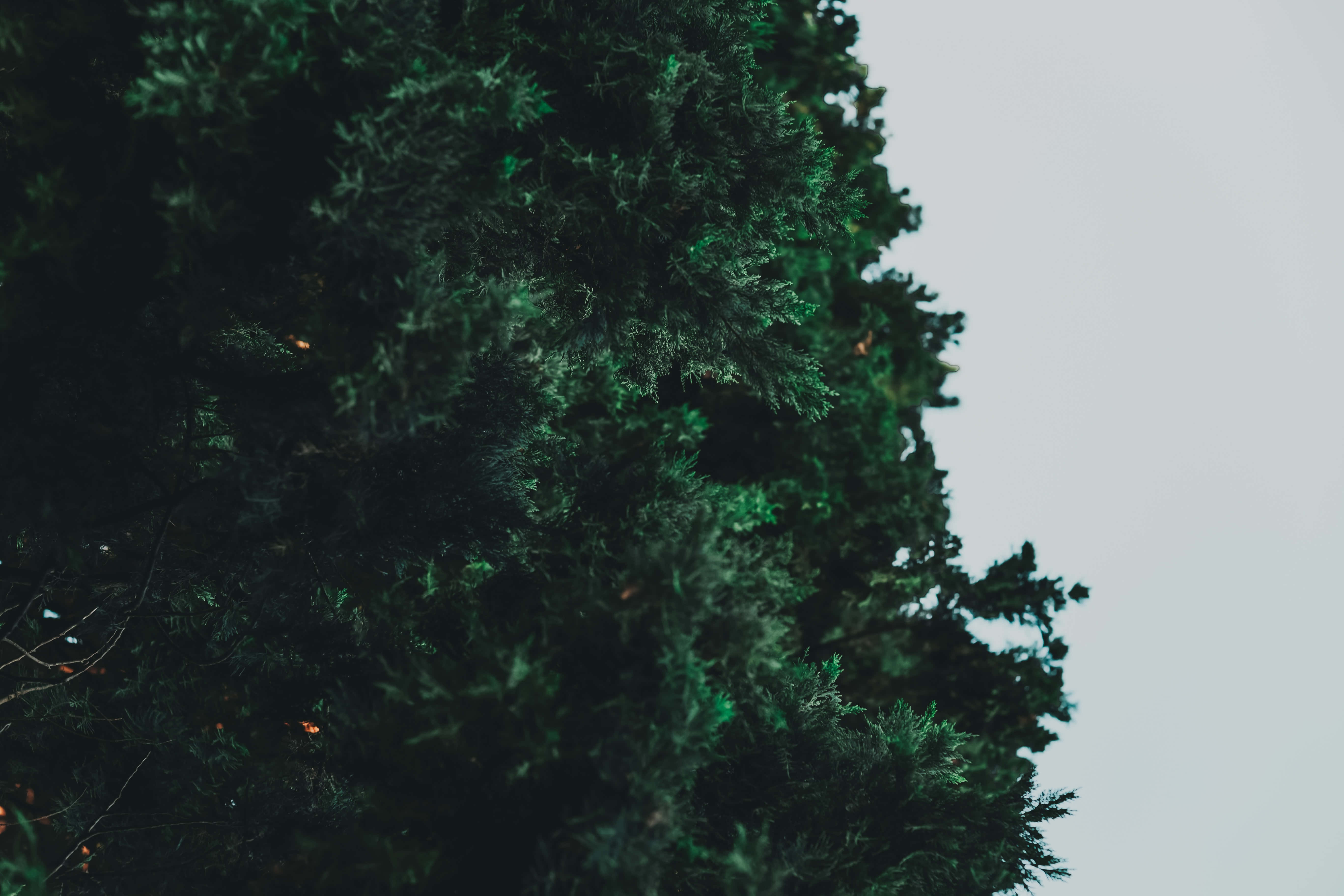 Estética Verde Oscuro – Una Mezcla Evocadora de Misterio y Naturaleza Fondos de pantalla