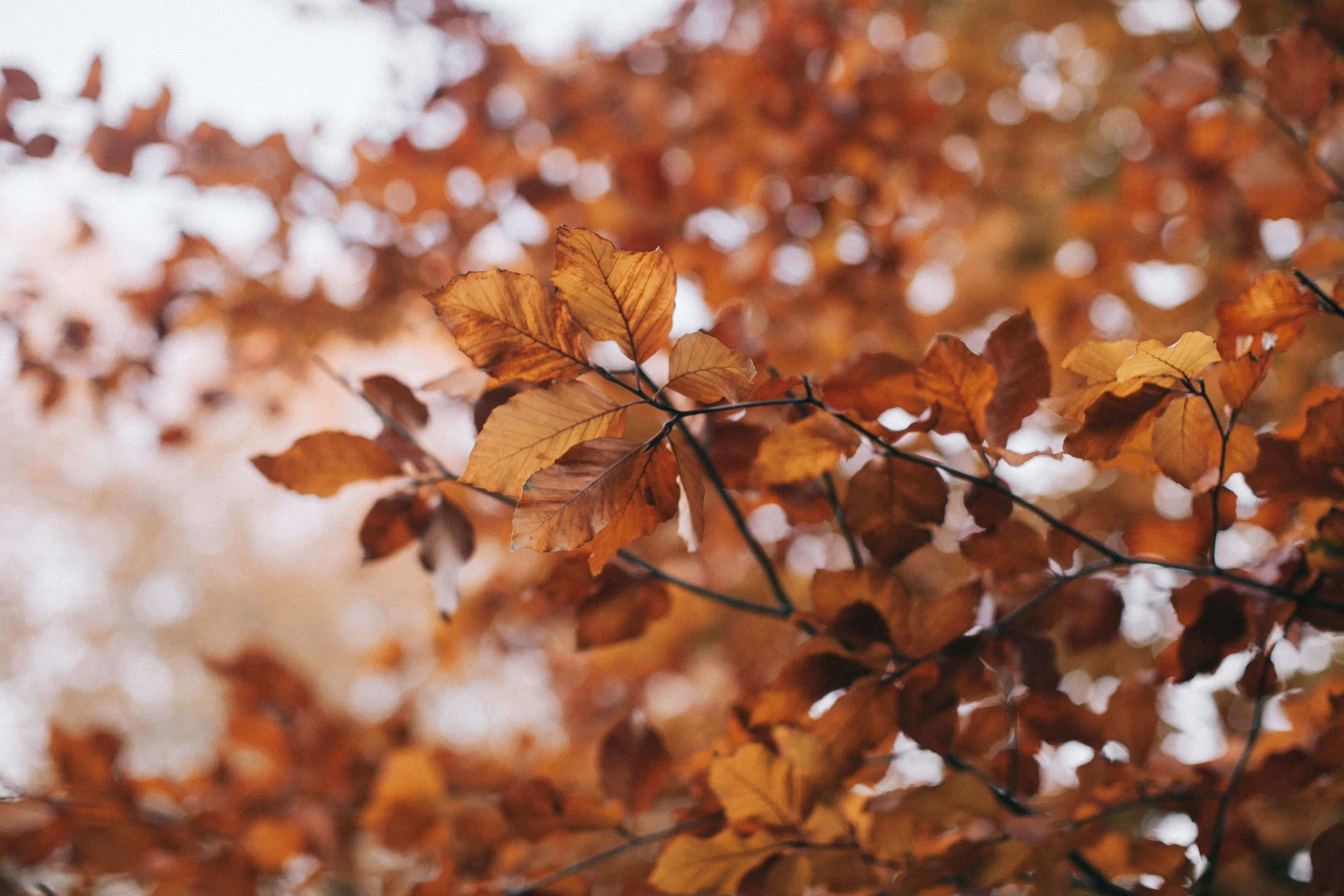 Estética Vintage Hojas de Otoño Fondos de pantalla
