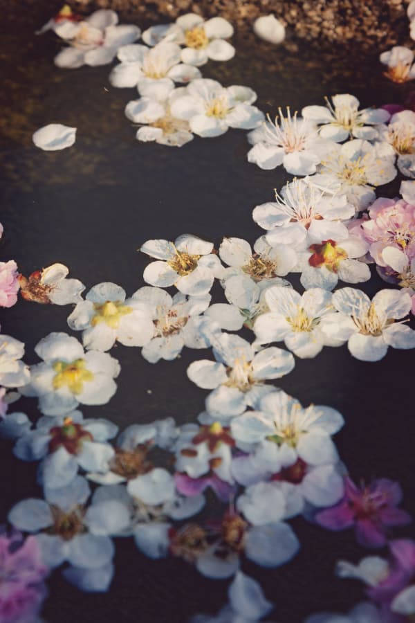 Estética Vintage de Flores Sobre el Agua Fondos de pantalla