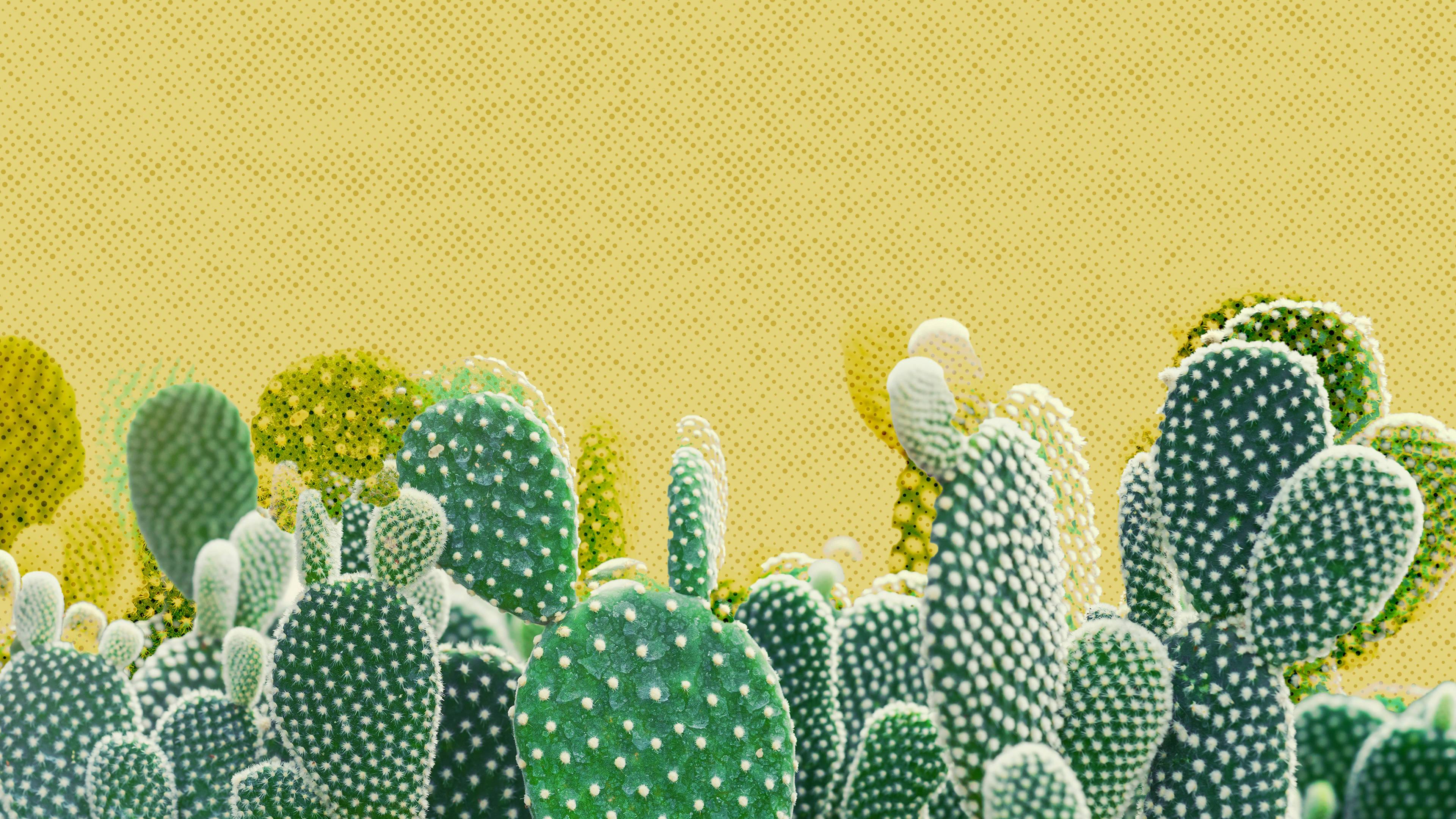 Estética Western Limpia con Cactus Fondos de pantalla