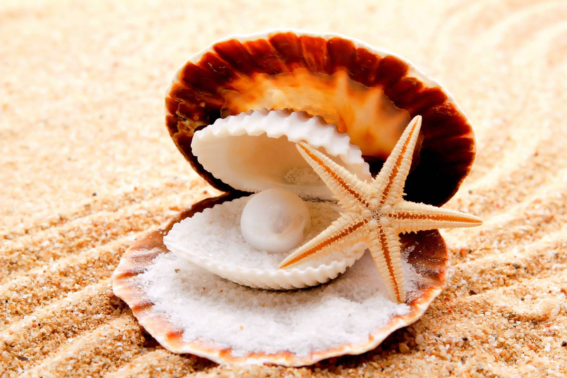 Estrella de mar dentro de concha Fondos de pantalla