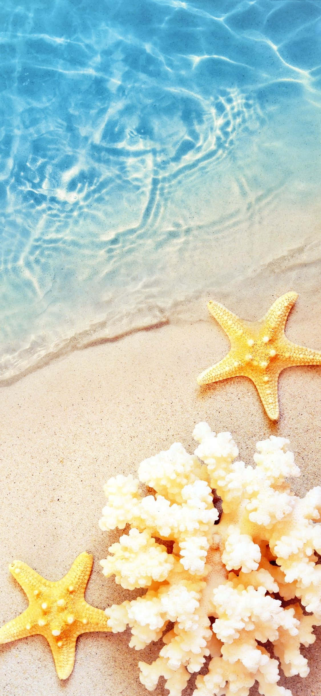 Estrellas de Mar y Coral Fondo de Verano iPhone X Fondos de pantalla