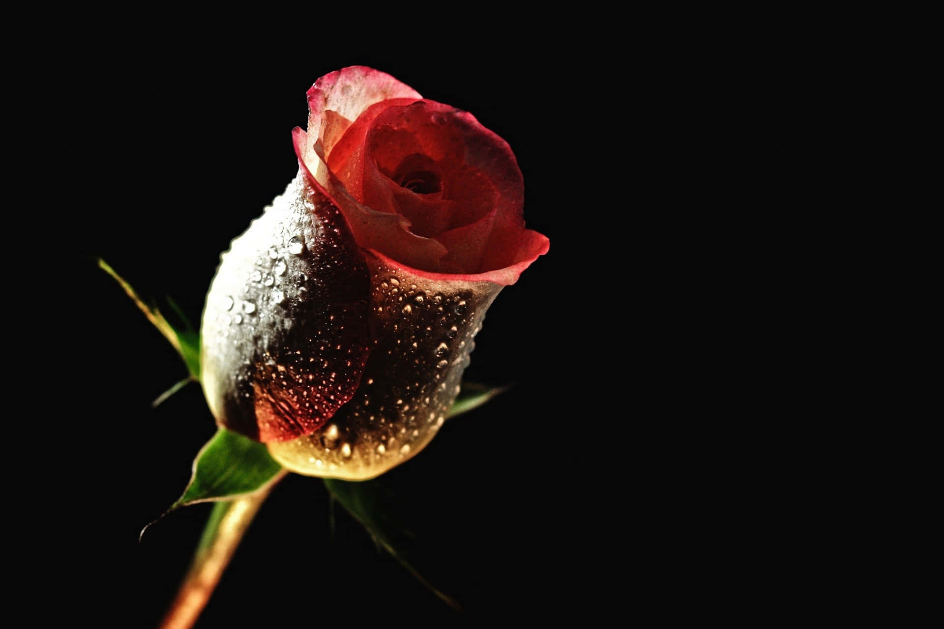 Exhibición Cautivadora de Flora: Hermoso Fondo de Flores Fondos de pantalla