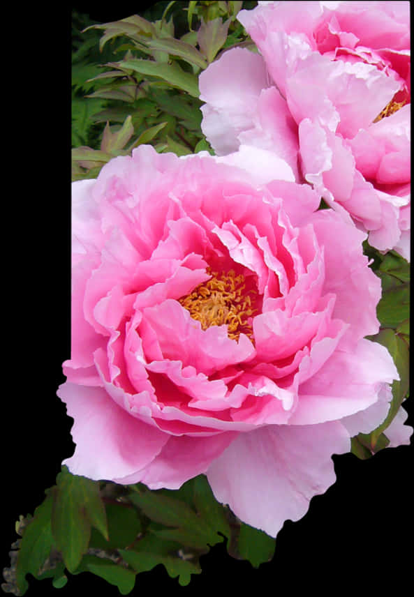 Exhibición vibrante de peonías rosas florales Fondos de pantalla