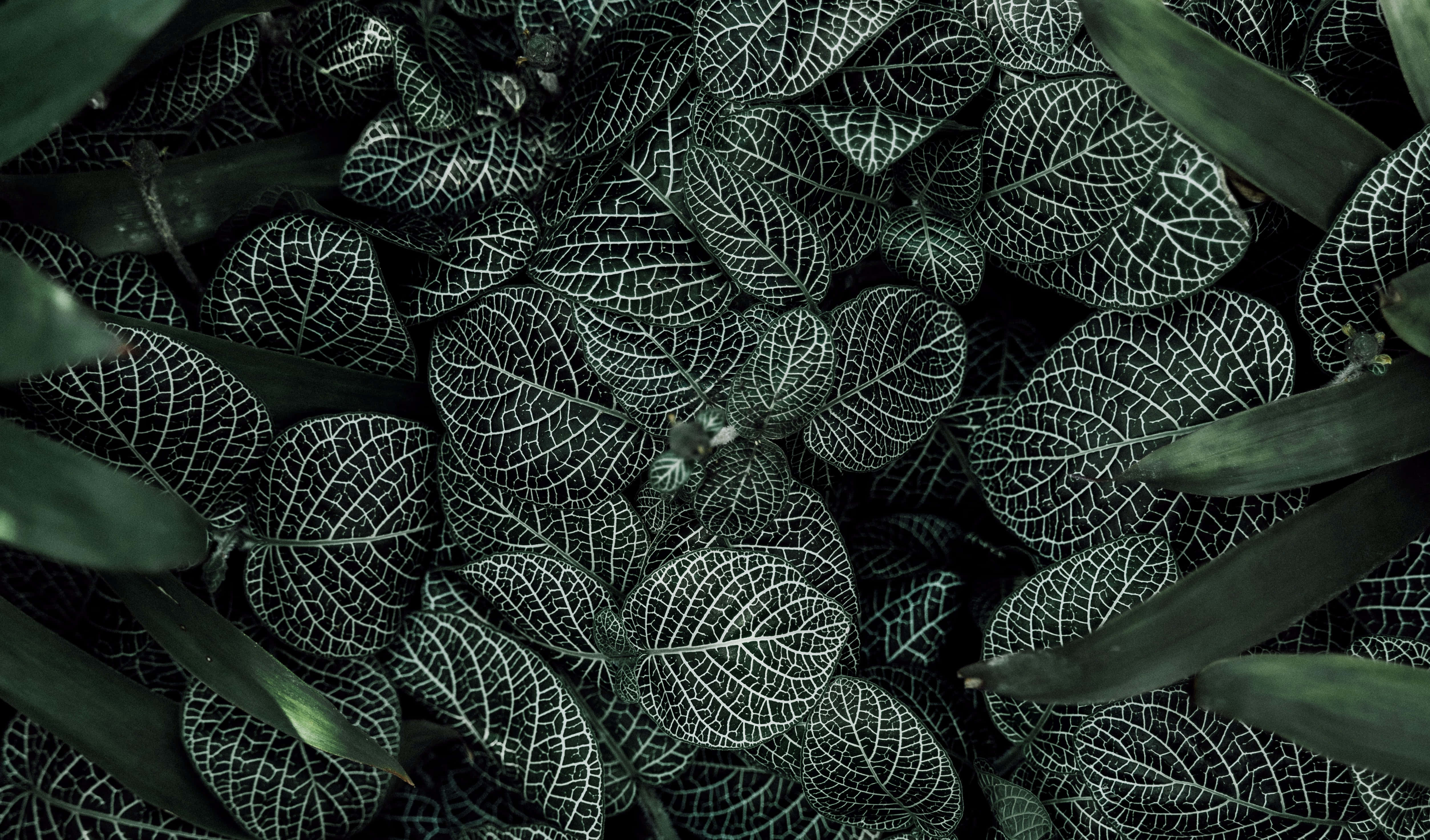 Experimenta la belleza de la naturaleza en tonos verde oscuro Fondos de pantalla