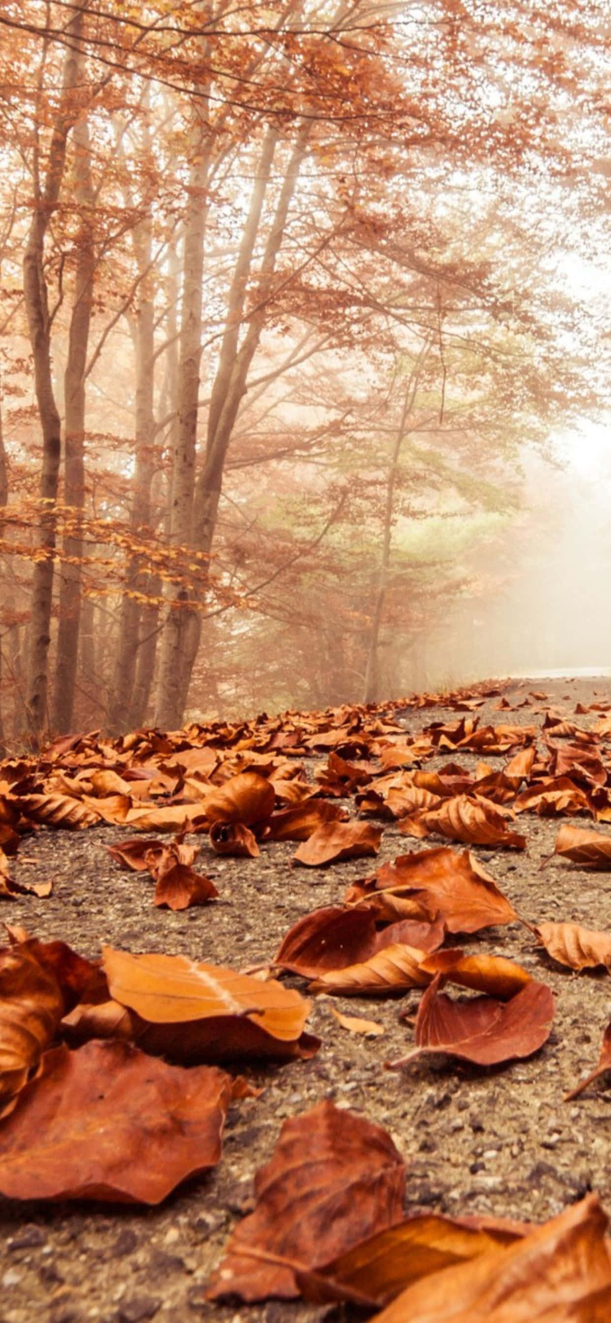 Experimenta la belleza del otoño con el iPhone Xs Max Fondos de pantalla