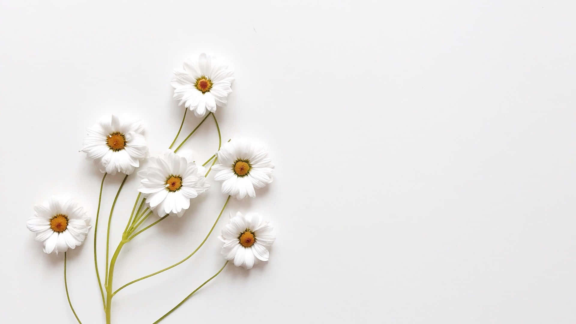 Experimenta la simplicidad, elegancia y sofisticación con el papel tapiz Blanco Estético. Fondos de pantalla