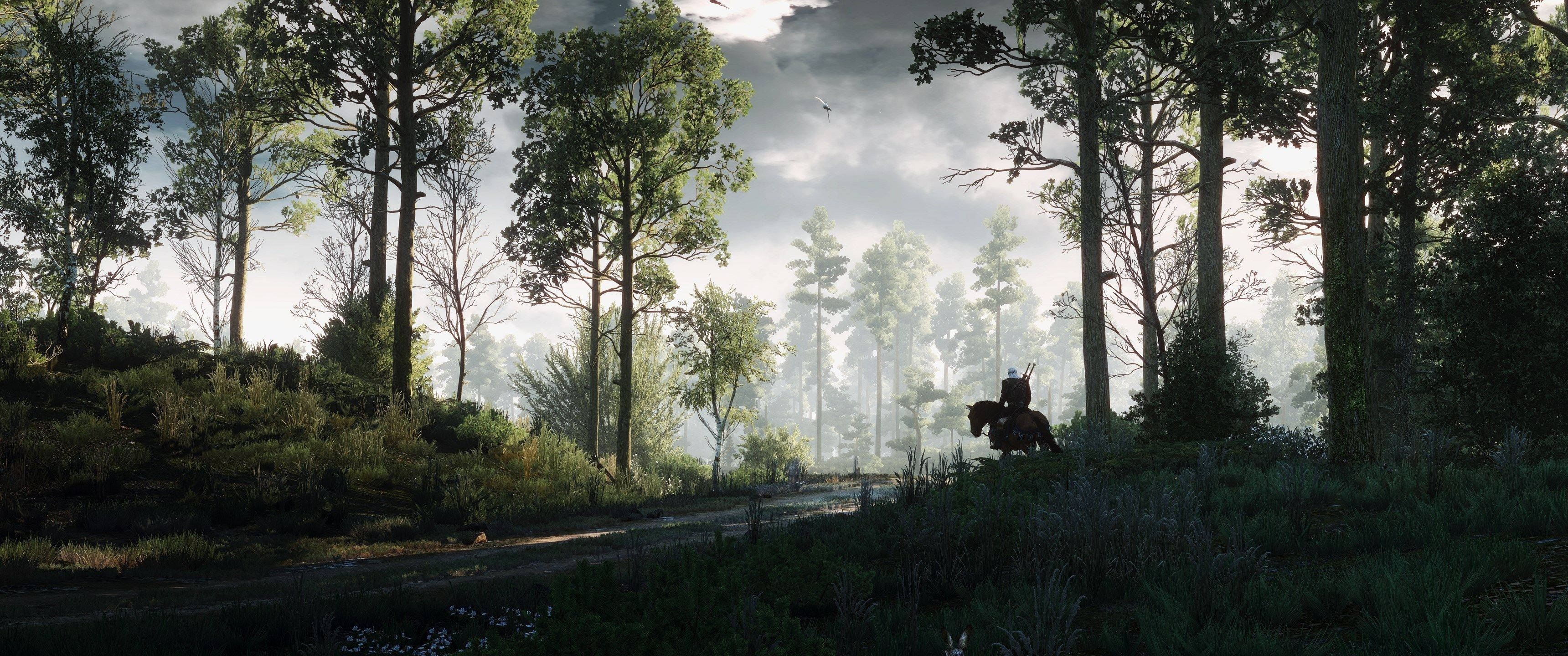 Explora el bosque místico del videojuego The Witcher Fondos de pantalla
