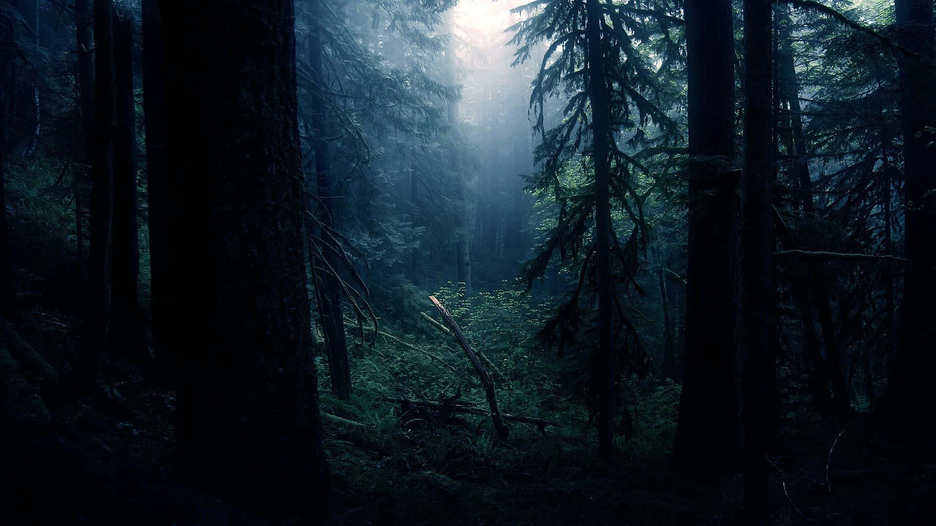 Explora el Bosque Oscuro Fondos de pantalla