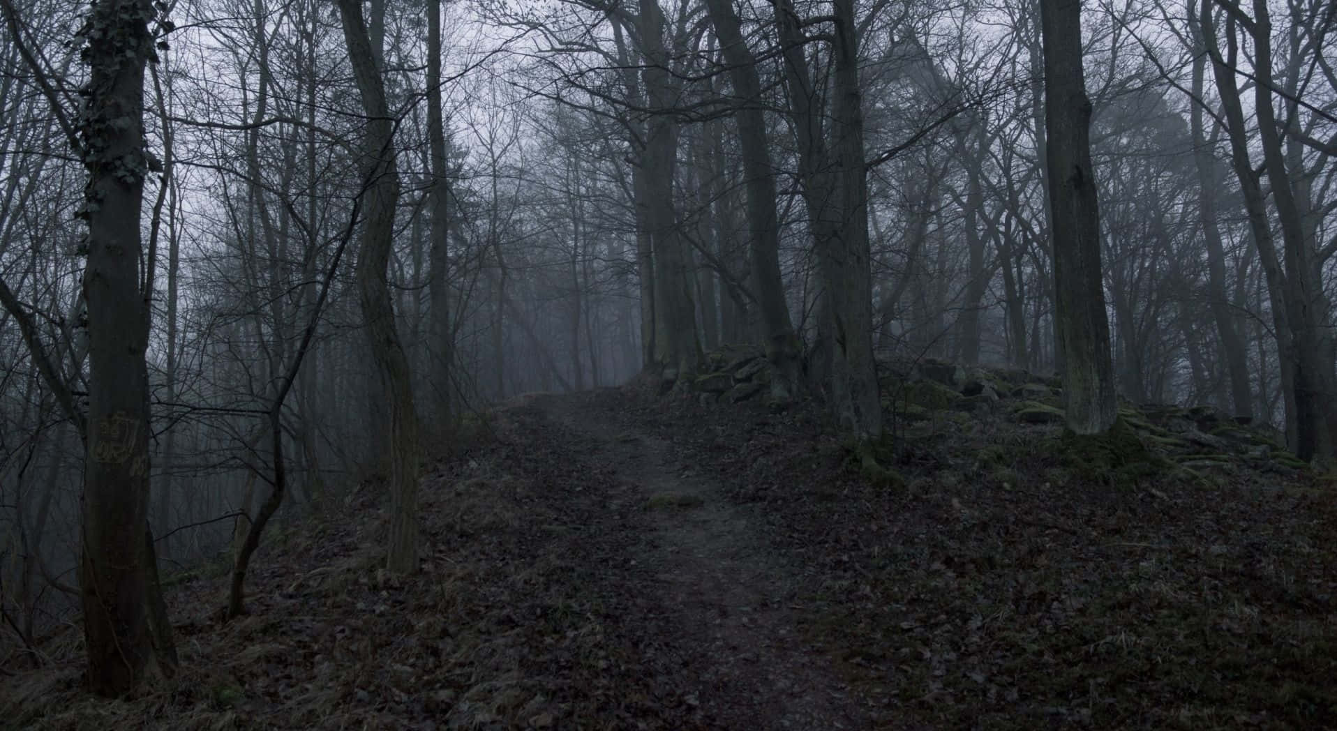 Explora el misterioso Bosque Oscuro Fondos de pantalla