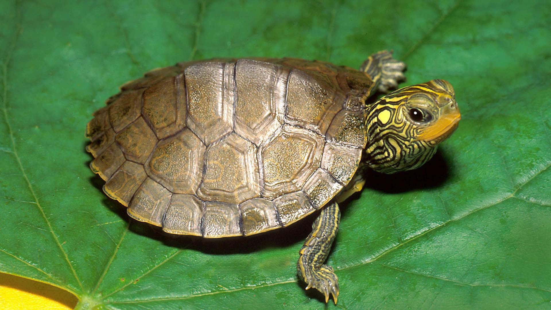 ¡Explora el mundo con esta linda tortuga! Fondos de pantalla