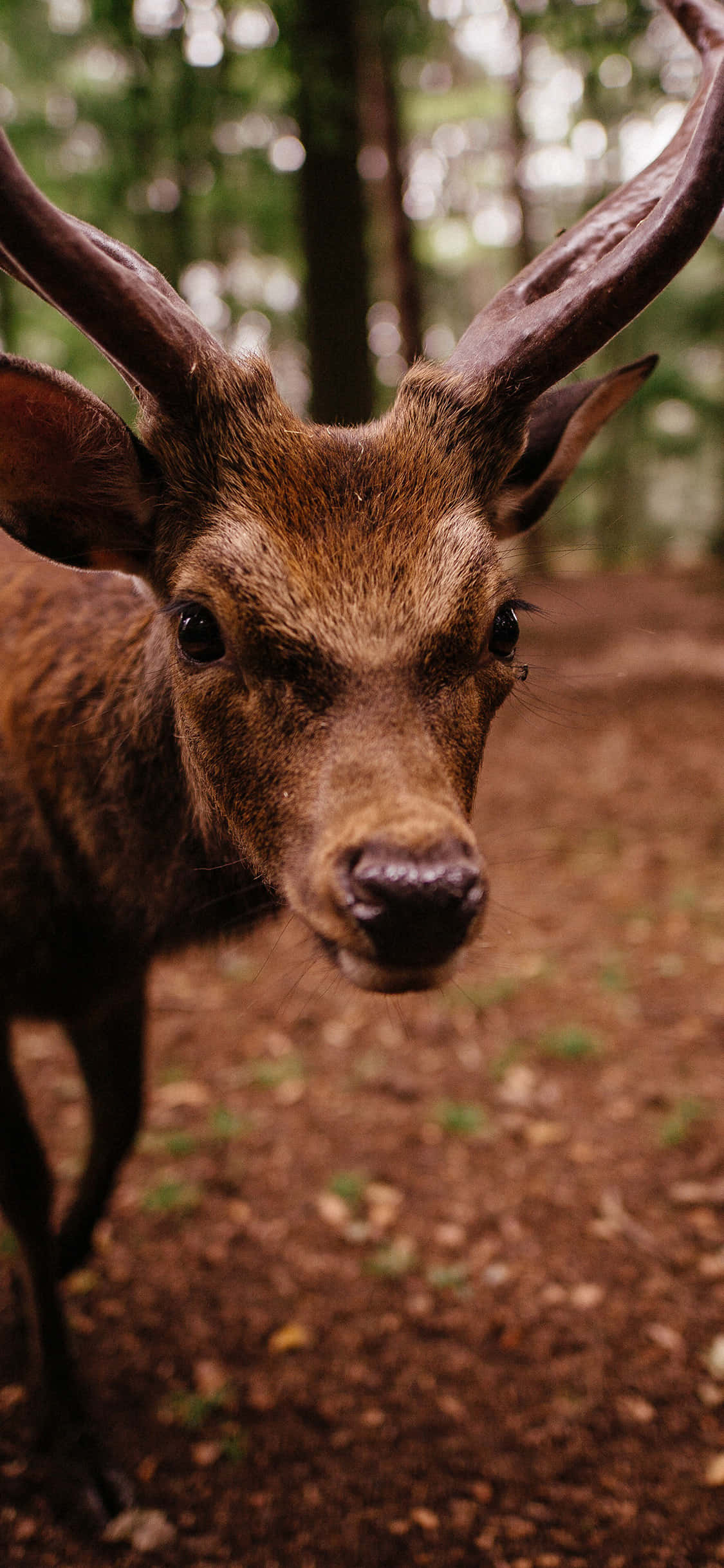 Explora la belleza de la naturaleza con este impresionante fondo de pantalla Animales iPhone Fondos de pantalla