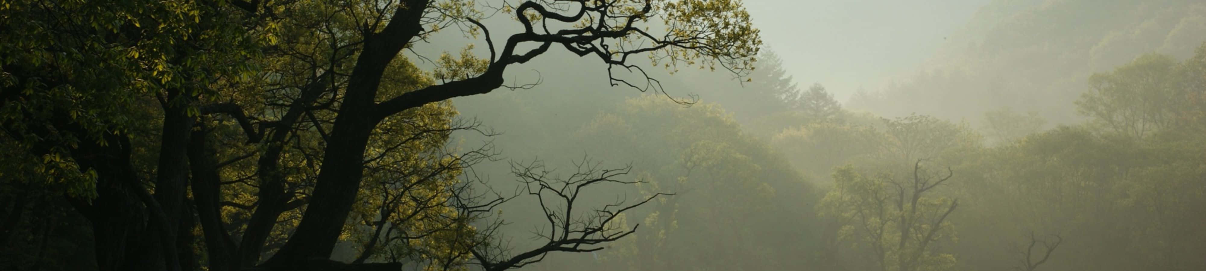 "Explora la Belleza de la Naturaleza en 4K" Fondos de pantalla