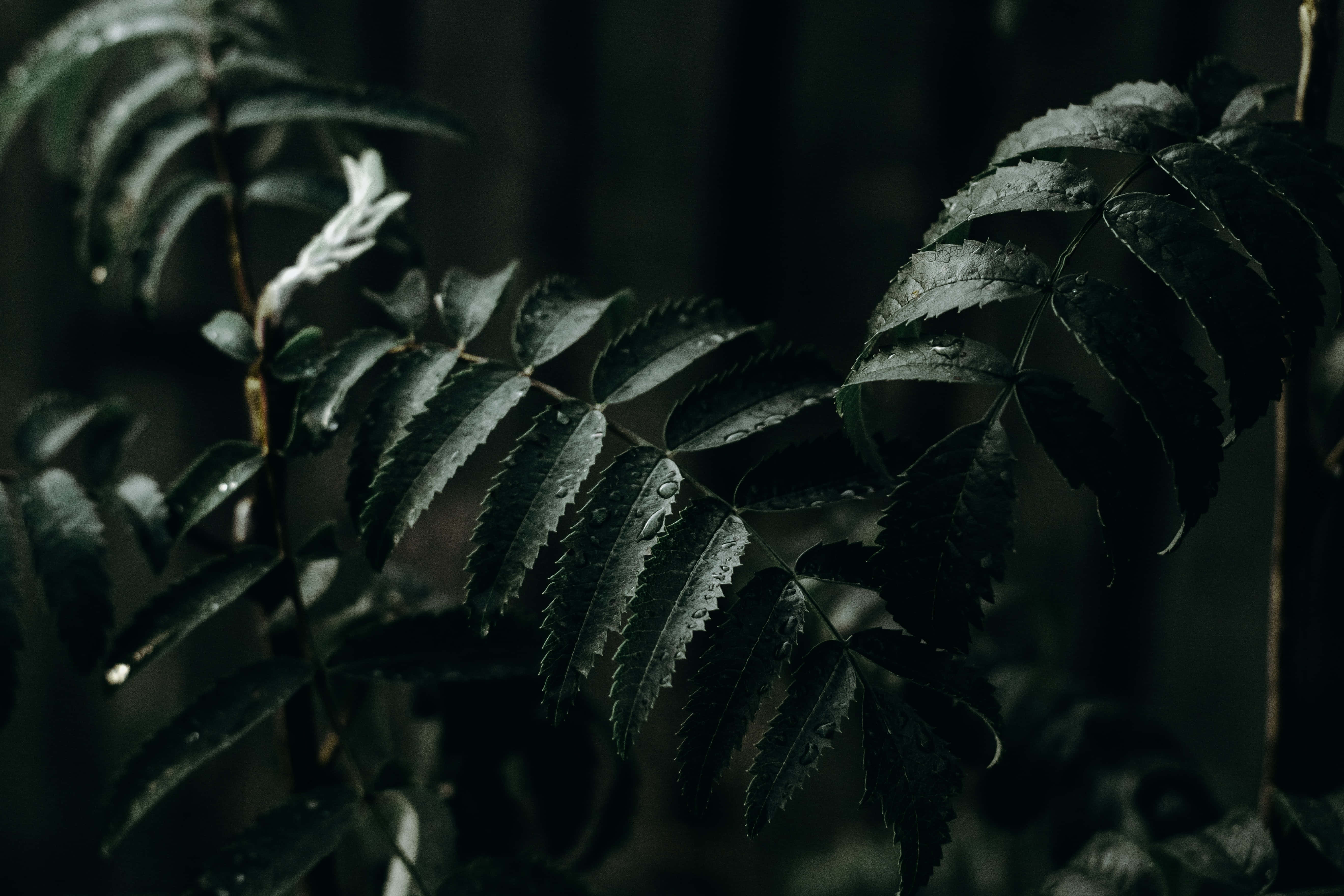 Explora la belleza del verde oscuro Fondos de pantalla
