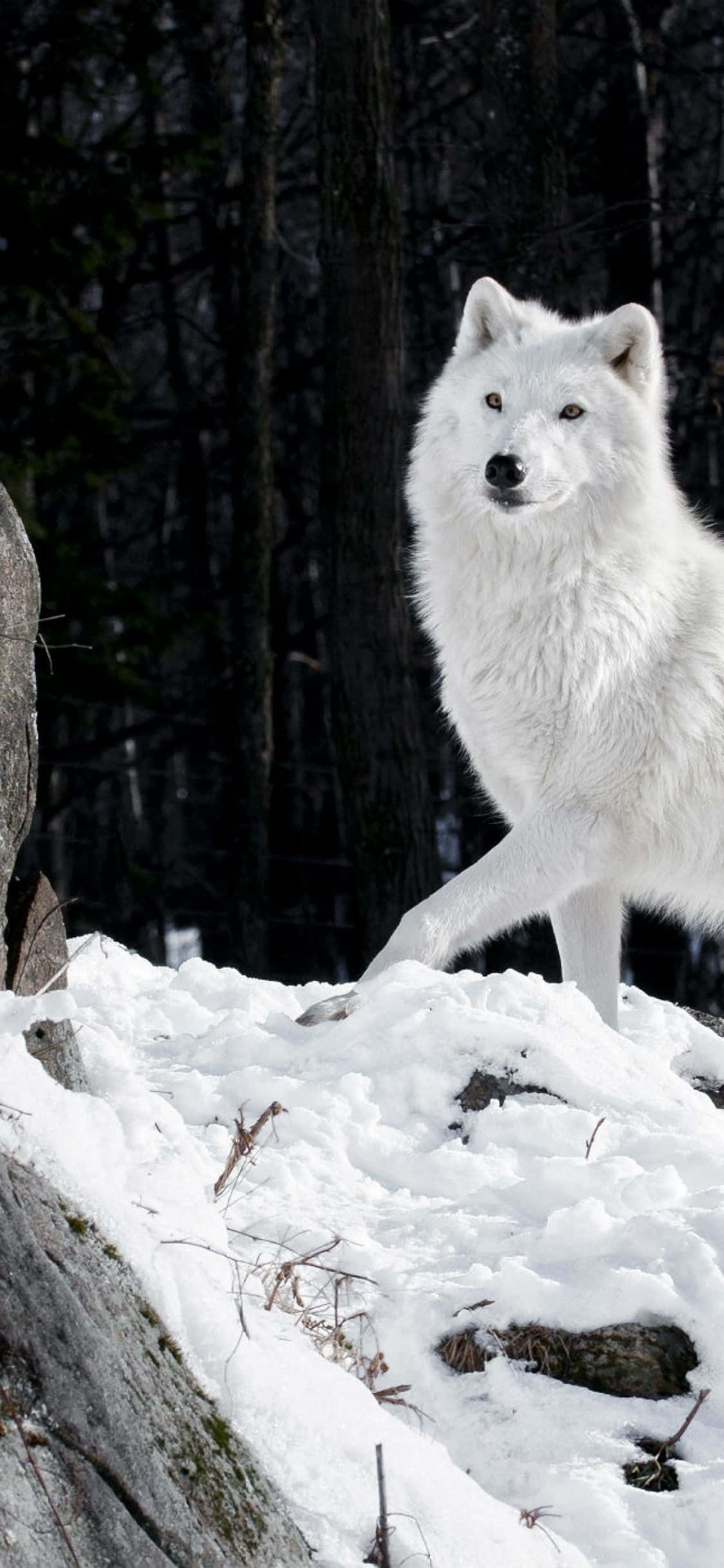 Explora la Oscuridad con un iPhone de Lobo Fondos de pantalla