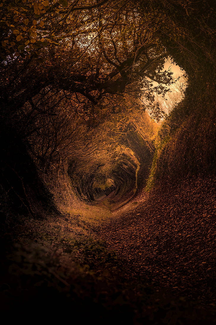 Explorando la estética marrón oscuro de un sendero forestal místico Fondos de pantalla