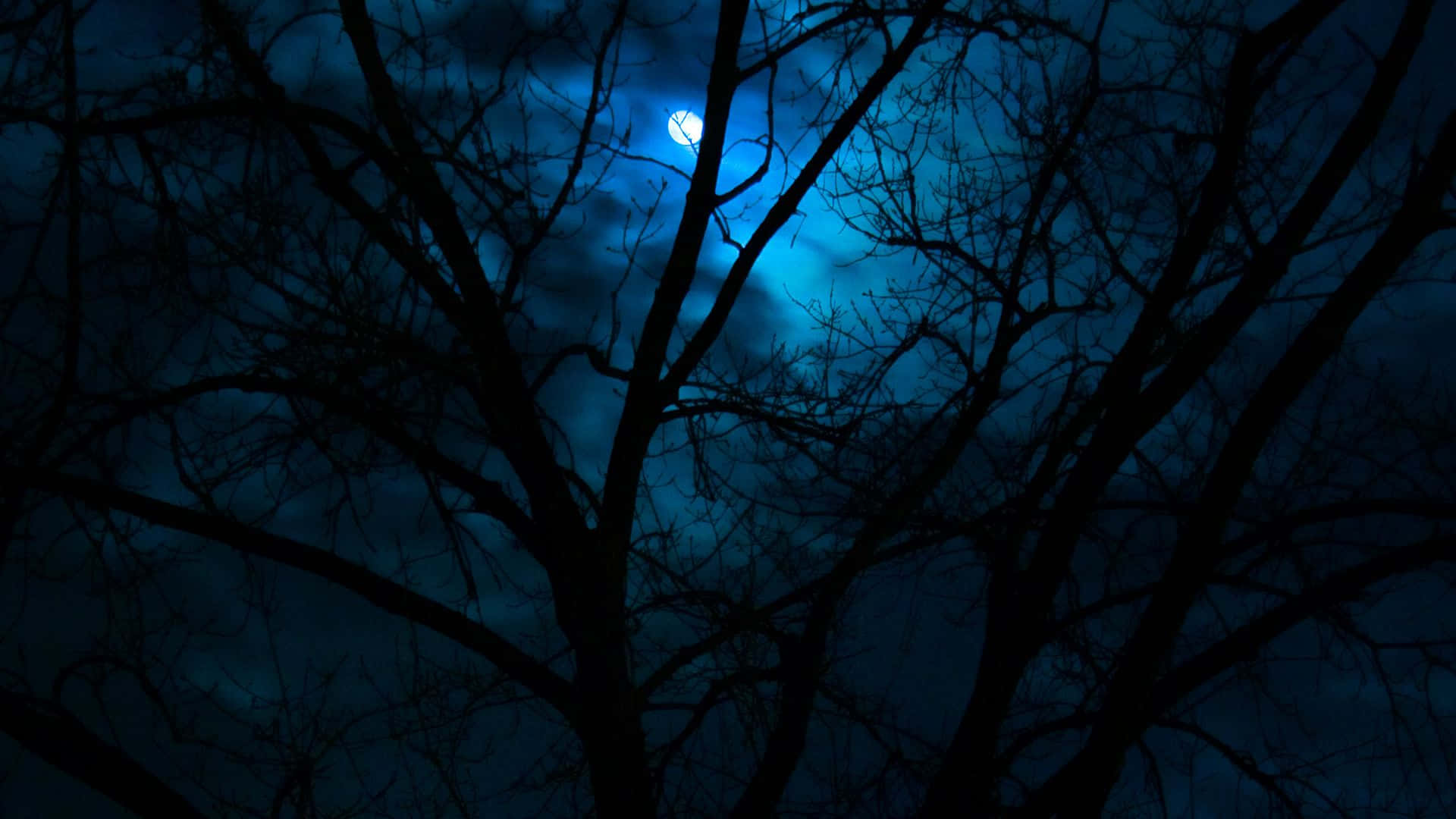Explorando los misterios del Bosque Oscuro Fondos de pantalla