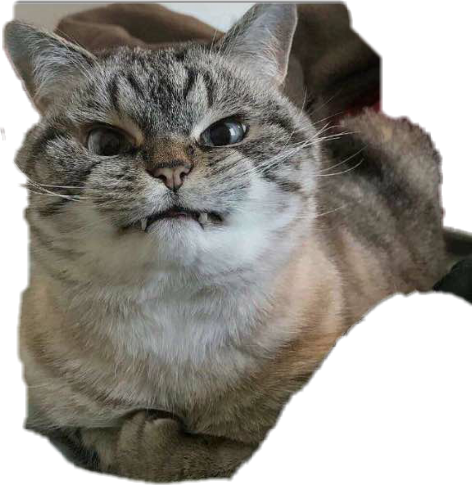 Expresión de gato gruñón divertido Fondos de pantalla