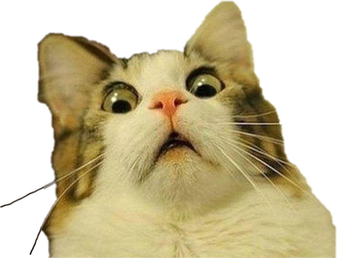Expresión de Gato Sorprendido Meme Fondos de pantalla