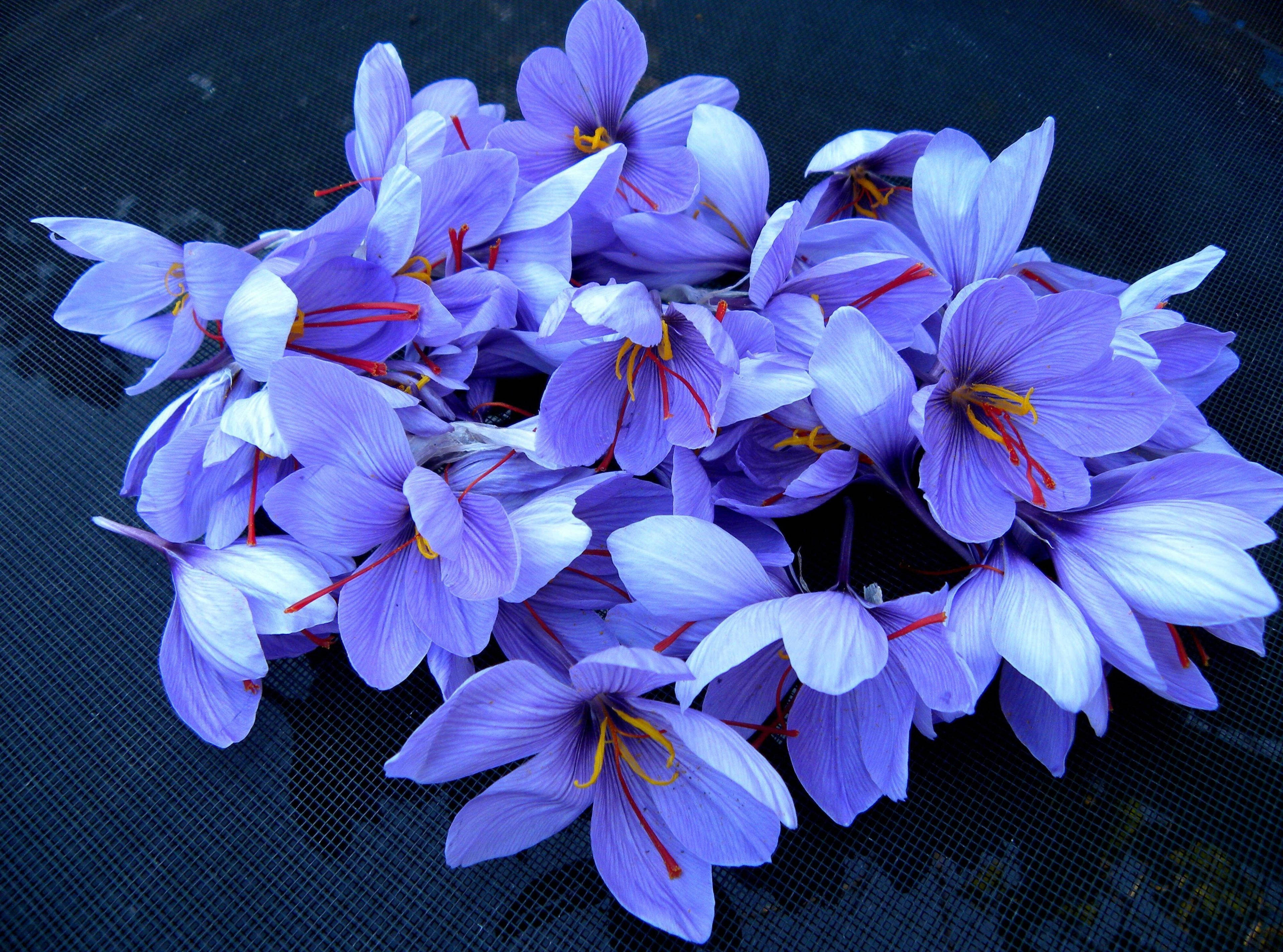Exquisita Cosecha de Azafrán de Crocus Fondos de pantalla