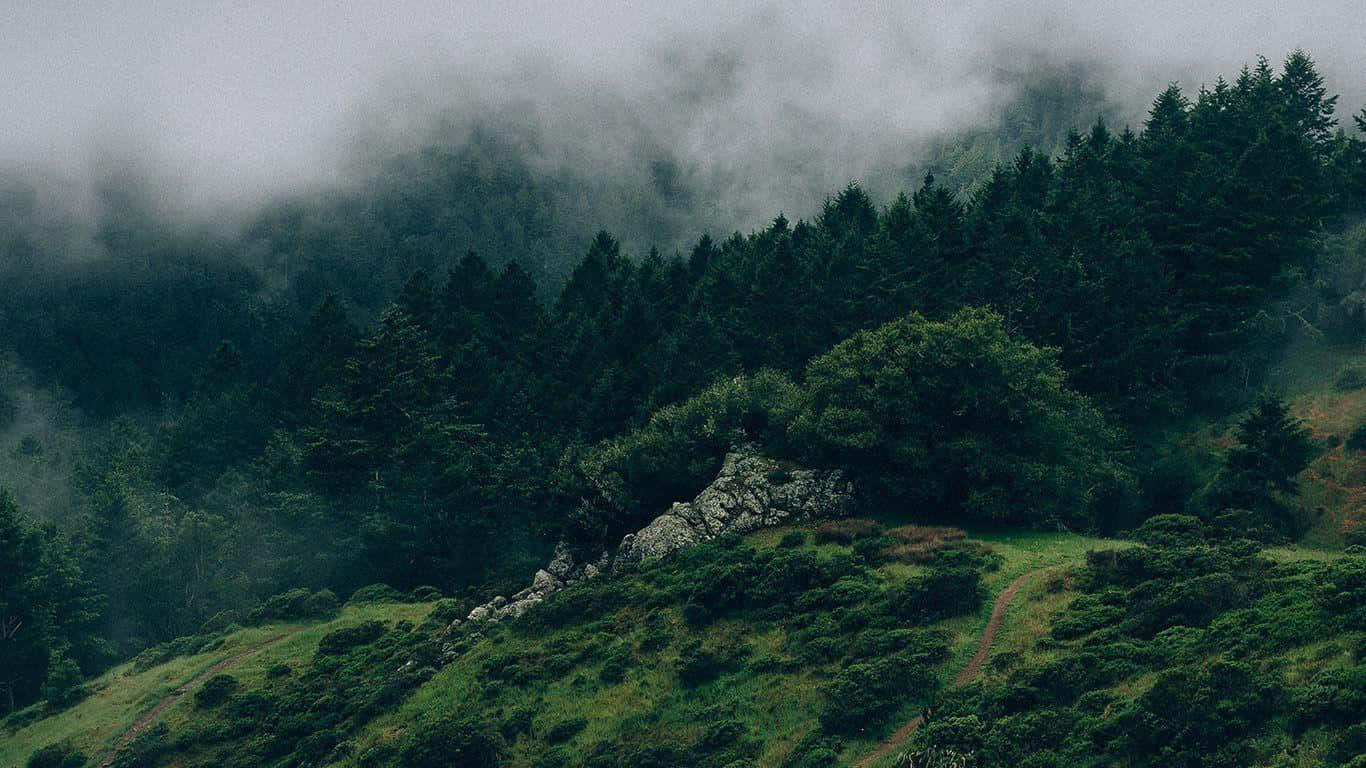 Felicidad del Bosque Verde Oscuro Fondos de pantalla