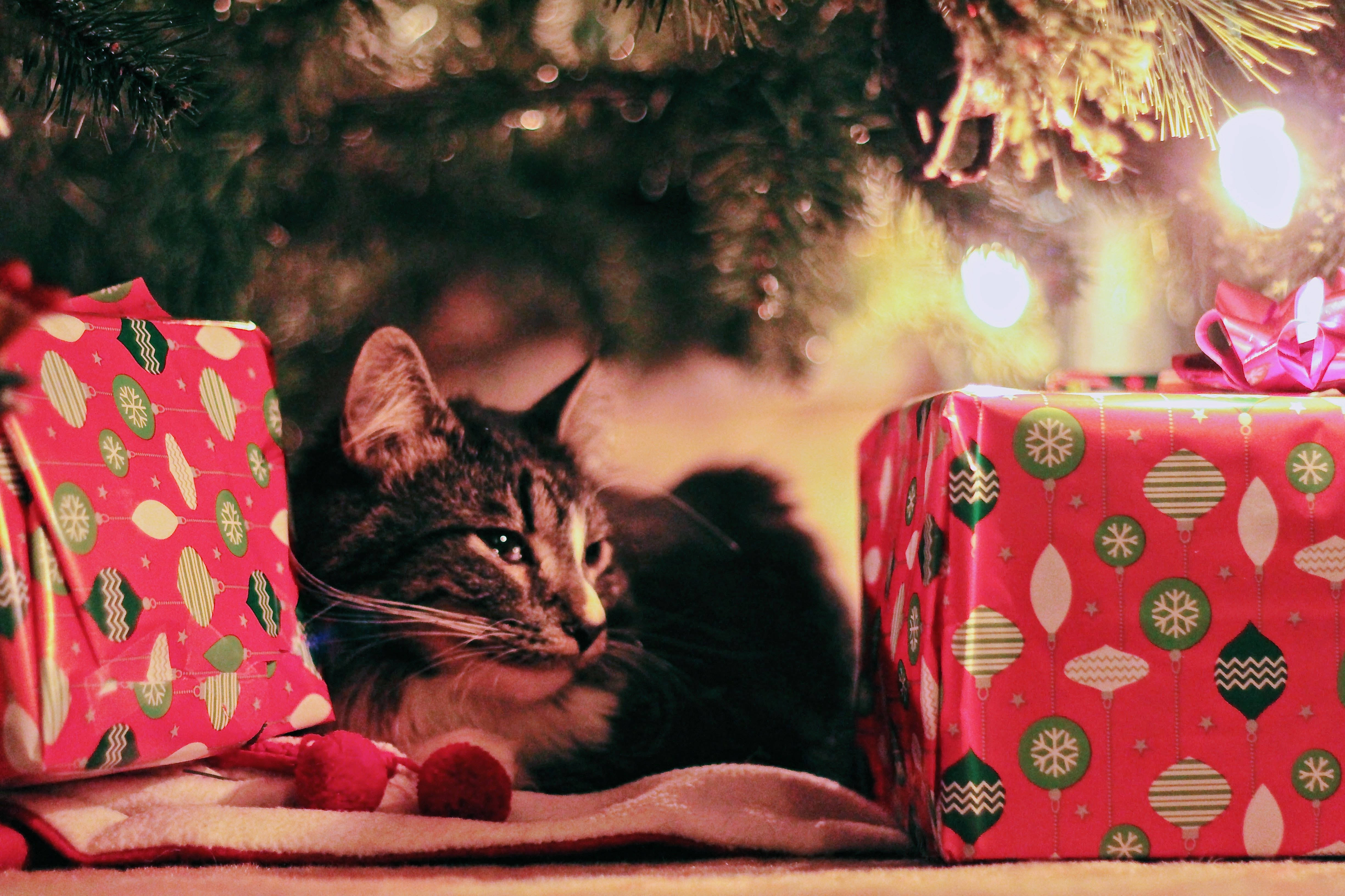 Felino Festivo en Fondo Navideño de Alta Resolución Fondos de pantalla