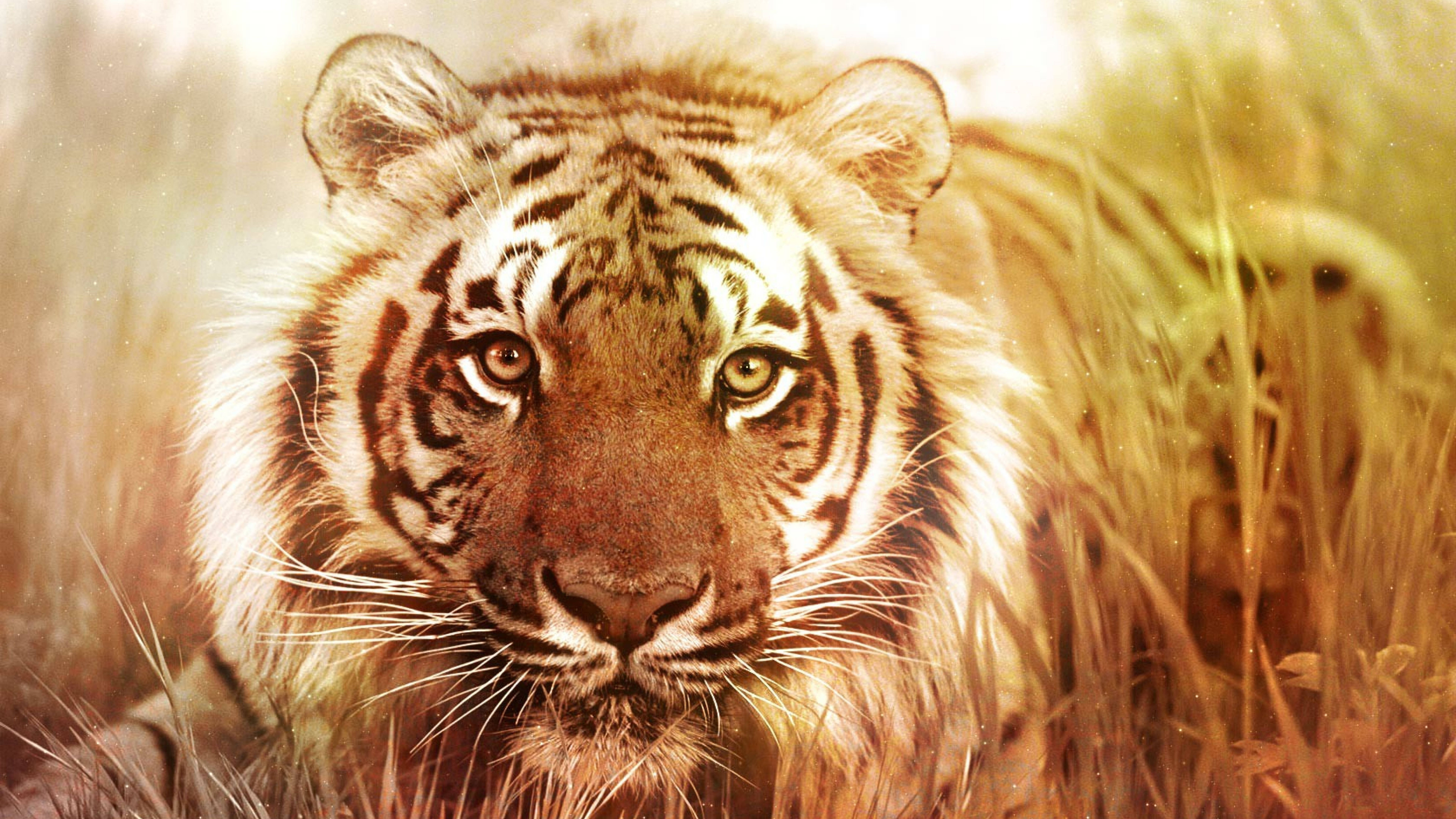Felino Viviente Más Grande 8K Tigre UHD Fondos de pantalla