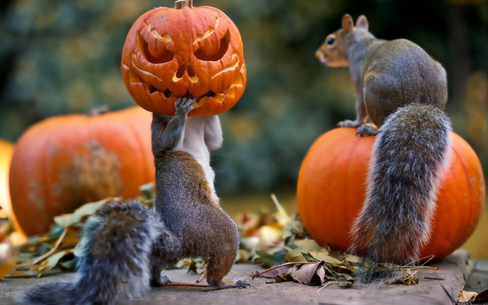 ¡Feliz Halloween de parte de estas dos ardillas! Fondos de pantalla