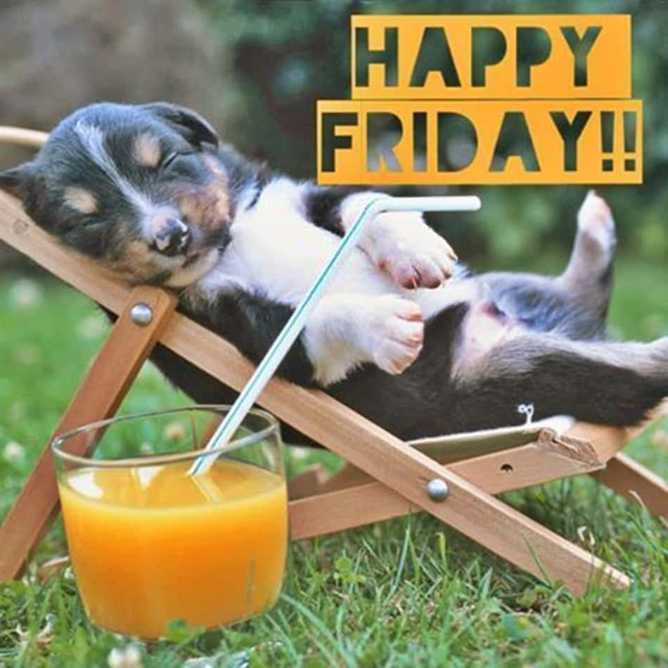 Feliz viernes cachorro descansando imagen divertida de viernes Fondos de pantalla