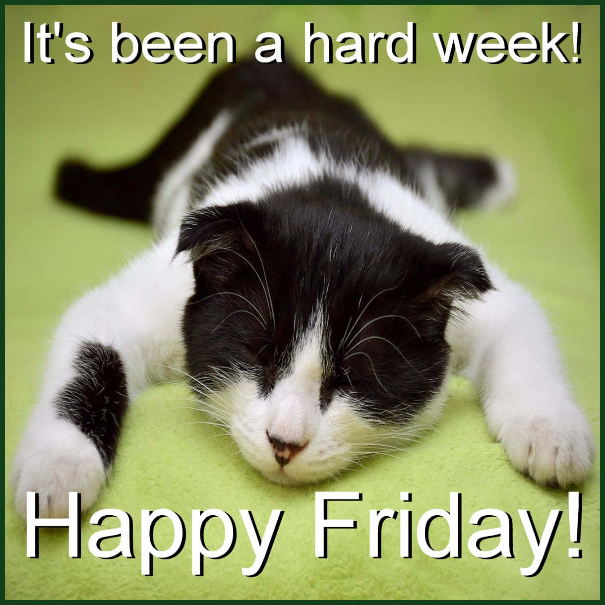 Feliz Viernes Gato Divertido Imagen de Viernes Fondos de pantalla